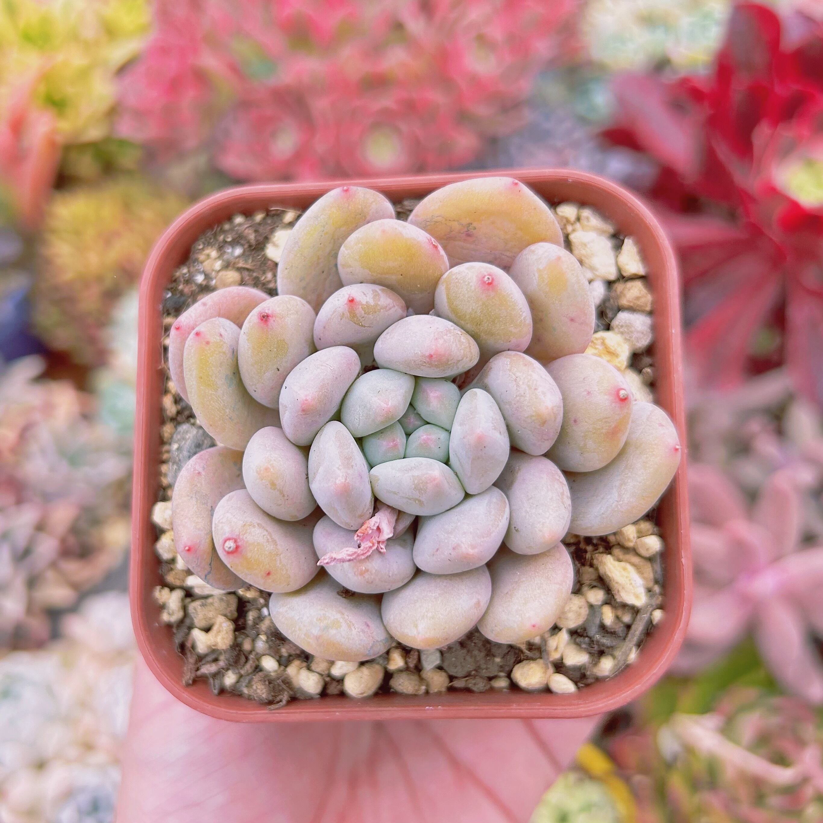 #549現物　多肉植物　(ルビンxアメジスチヌム)アイボリーピンク　特大苗