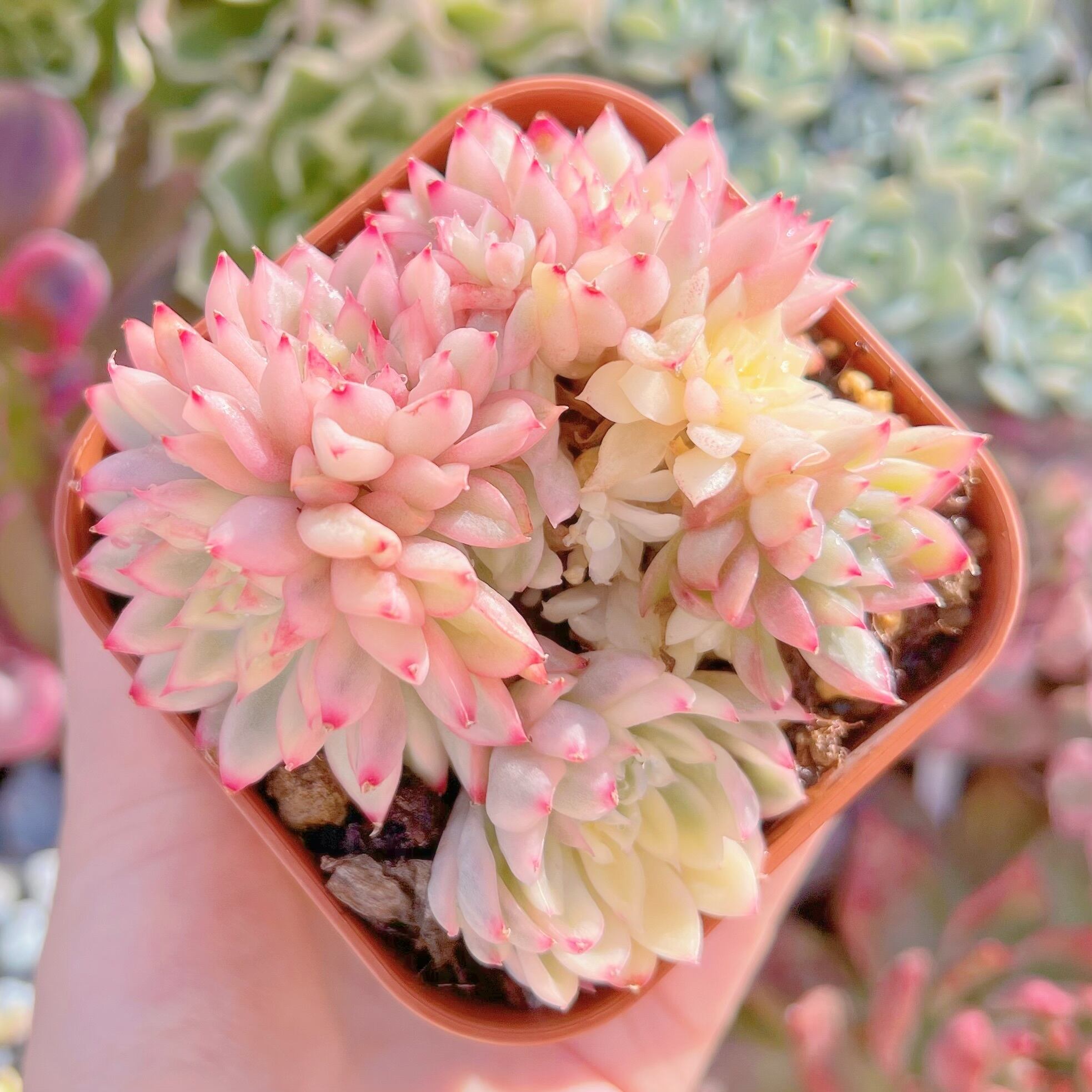 現品　女雛錦錦#069    群生   るる農園