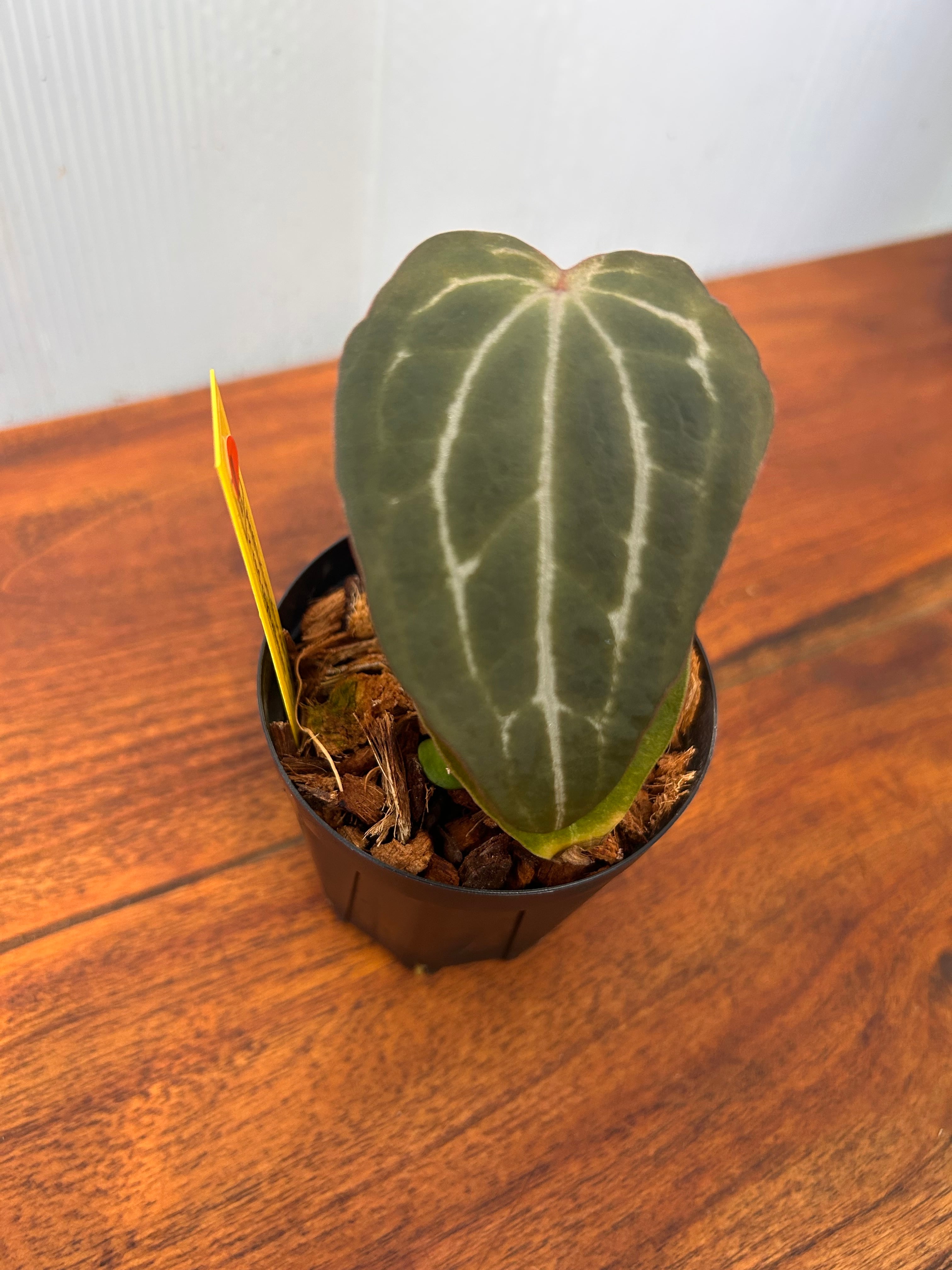 Anthurium | BALI-AN 園芸