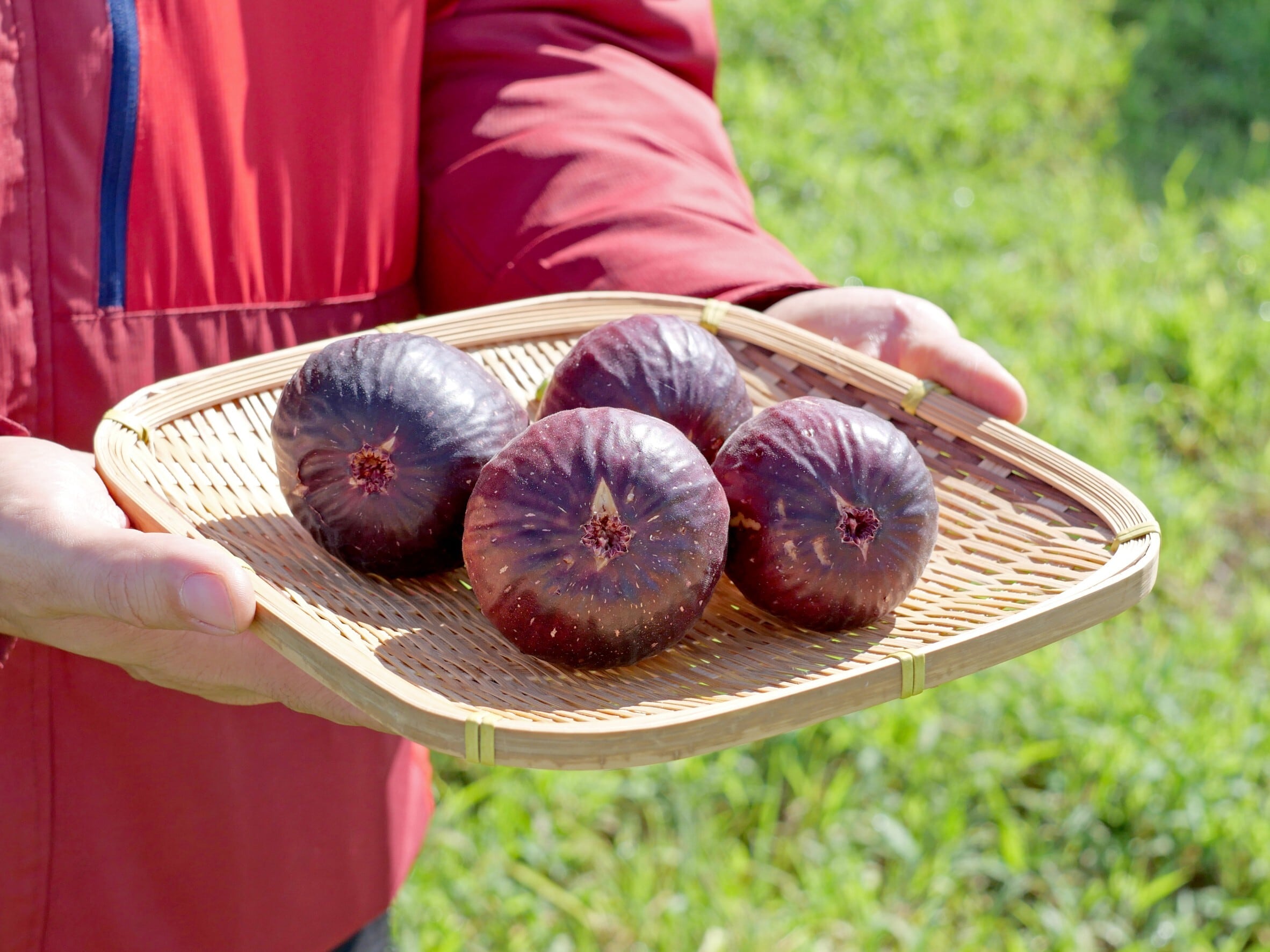 送料無料：ご自宅向け】ぶどうを肥料にした しあわせ無花果（いちじく