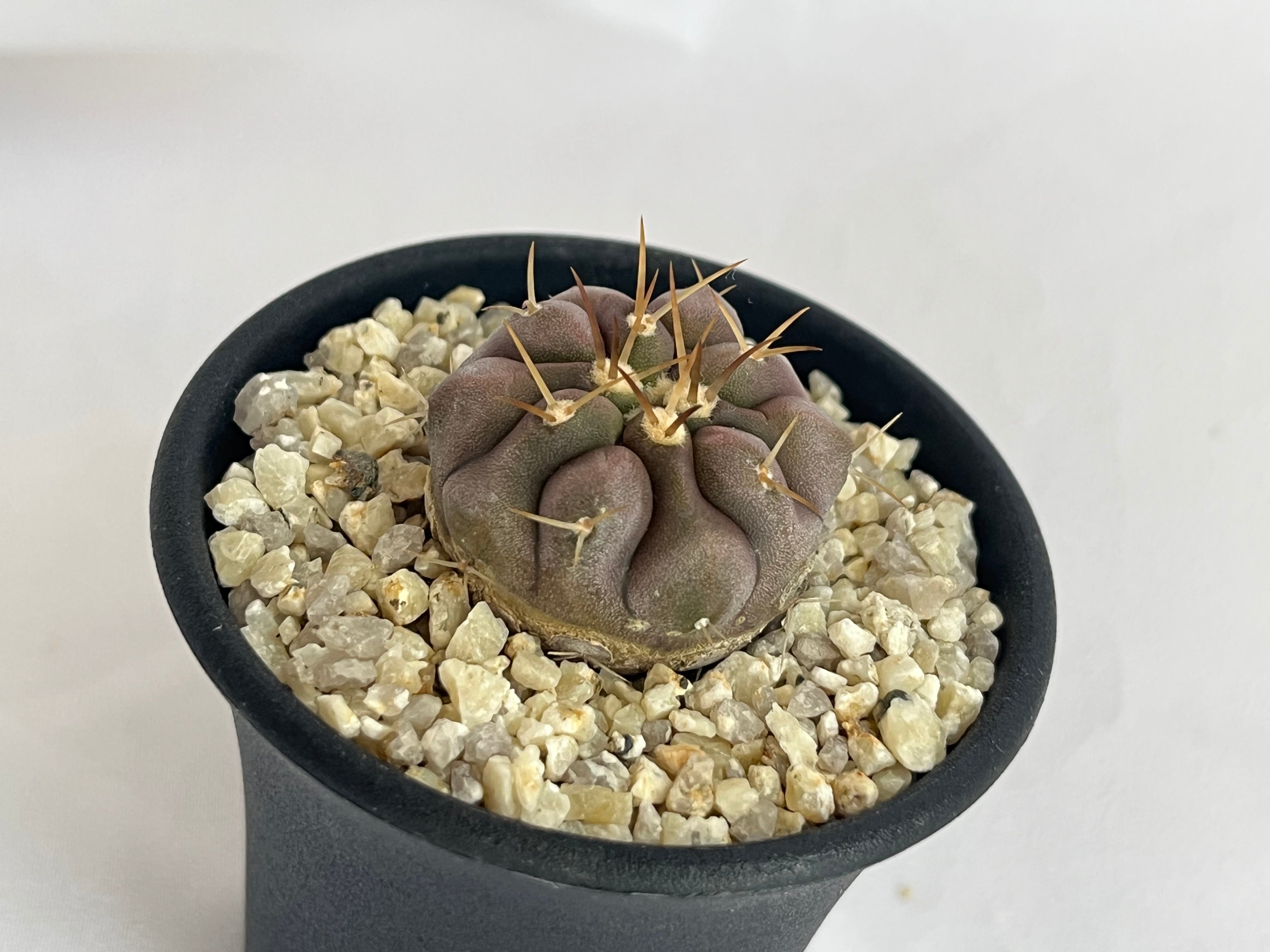 Copiapoa cinerea var. columna-alba　コピアポア　コルムナアルバ　孤竜丸　サボテン | plants MARU ー  多肉植物・サボテン・園芸グッズのお店 ー powered by BASE