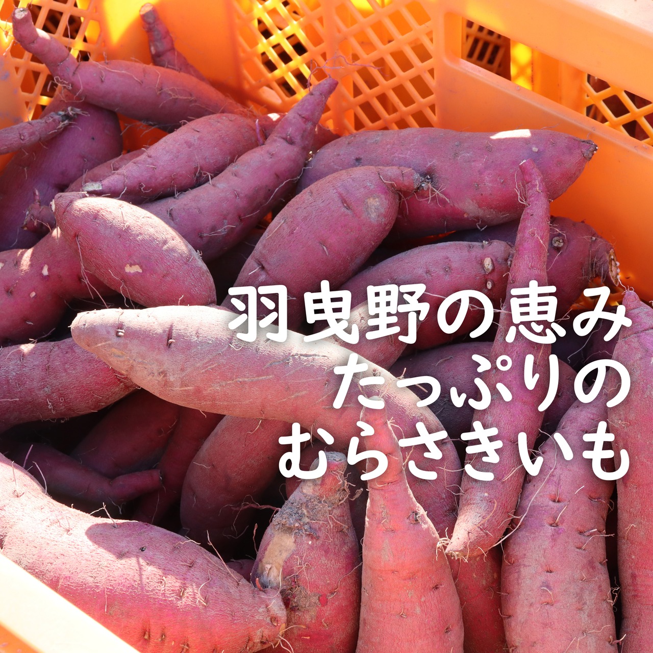 【直接引取限定！地元応援特別価格】冷凍紫芋ペースト　約1kg