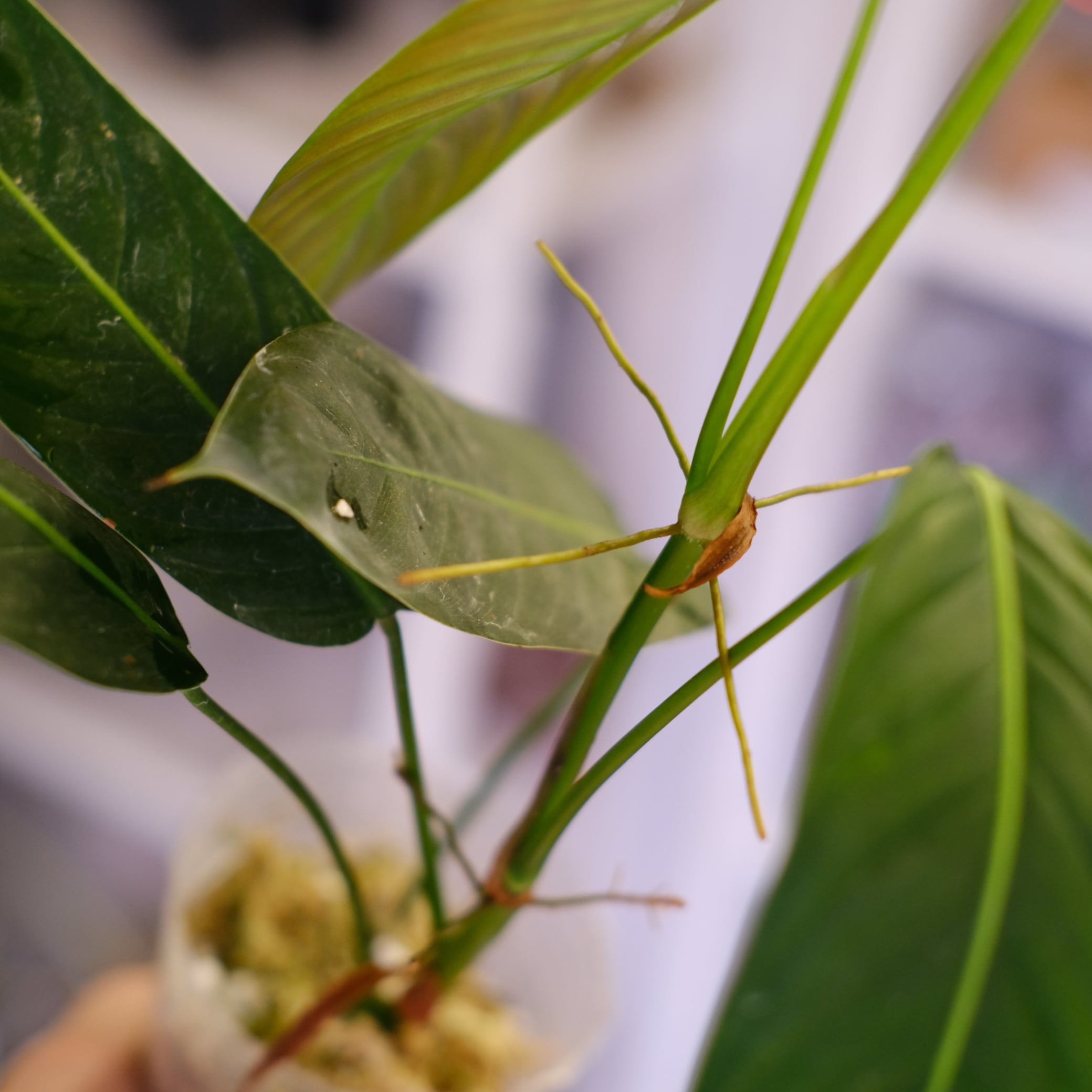 Philodendron heterocraspedon｜ヘテロクラペドン③ Philodendron heterocraspedon｜フィロデンドロン・ヘテロクラペドン③