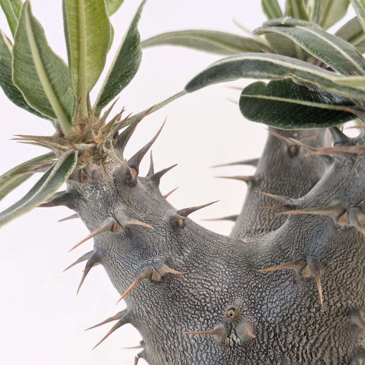 パキポディウム ロスラーツム カクチペス Pachypodium rosulatum var