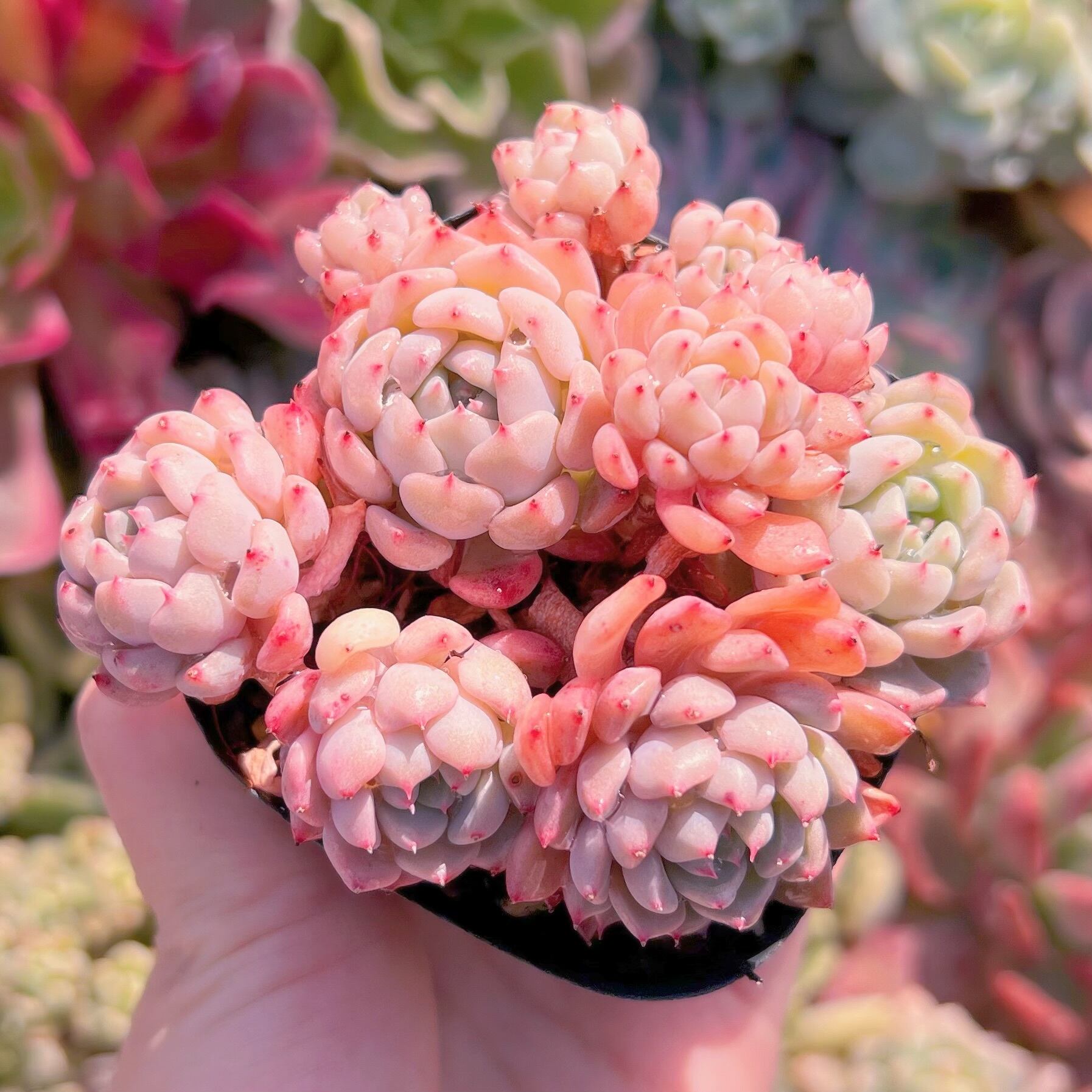 現品　ピンクバブル#588　るる農園