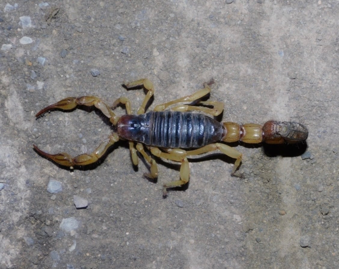 墨蠍固有種】Hoffmannihadrurus gertschiサソリ 予約受付中 生体 標本