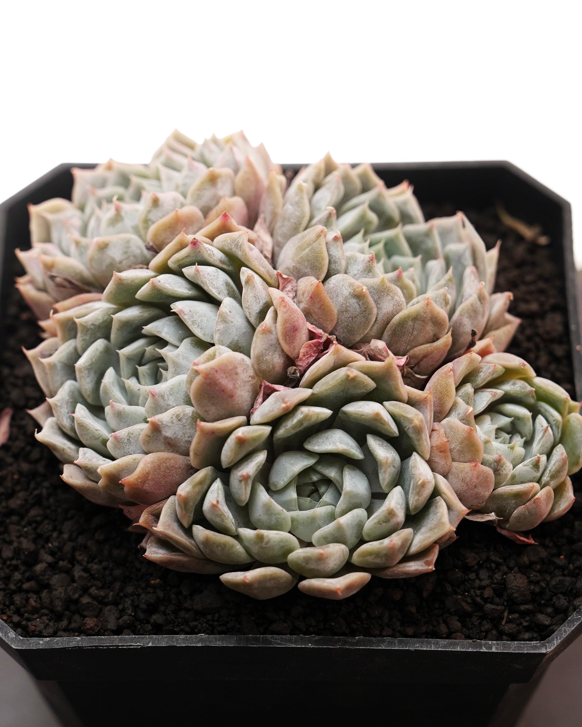 抜き苗 アエオニウム 魅金ローズ錦 Aeonium 'Charm Golden Rose