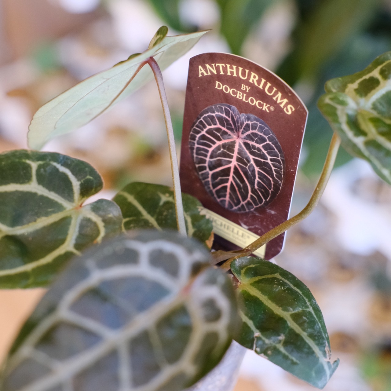 【希少】Anthurium 'Michelle' by DocBlock / アンスリウム・ミシェル② / 観葉植物<育て方・花言葉>