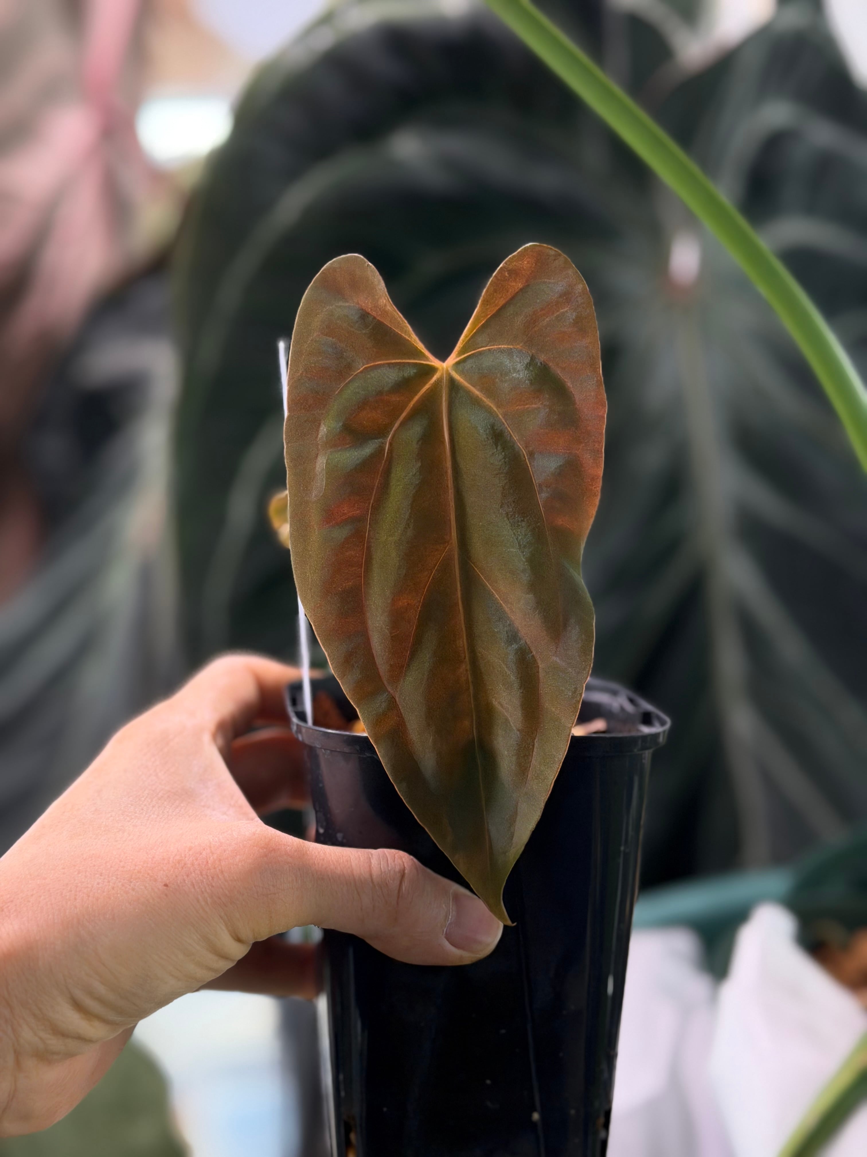 division】Anthurium 'Sunset Frill' | anthuroom