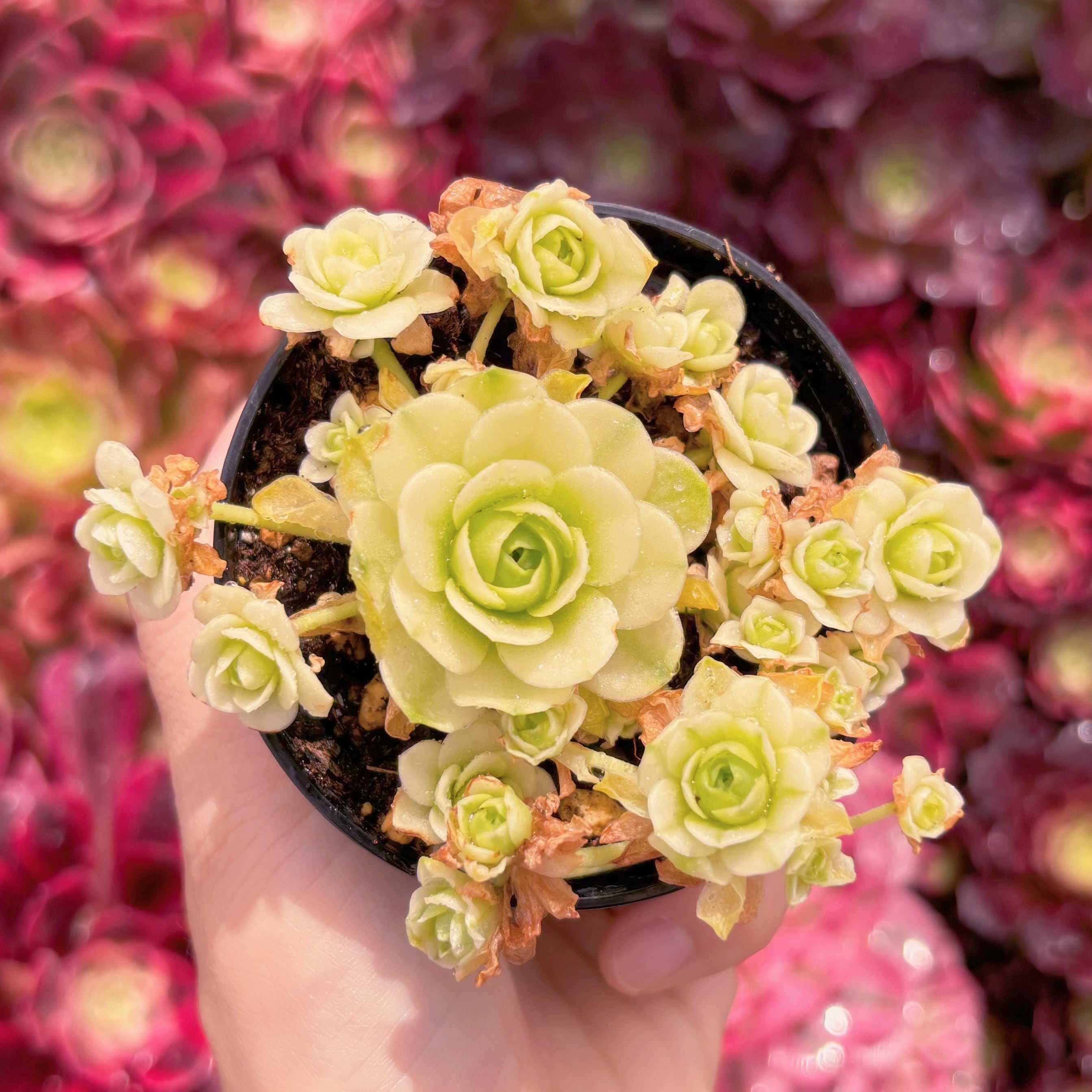 現品　キャッツアイ錦#K132　群生　新入荷　るる農園