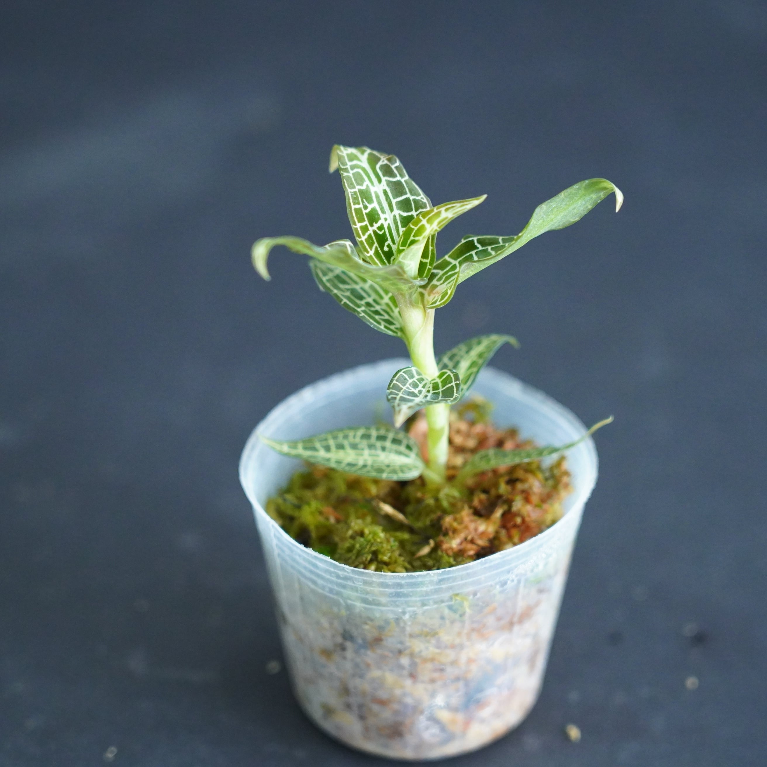◇現品◇Goodyera hispida【ジュエルオーキッド宝石蘭】#728 | 苔