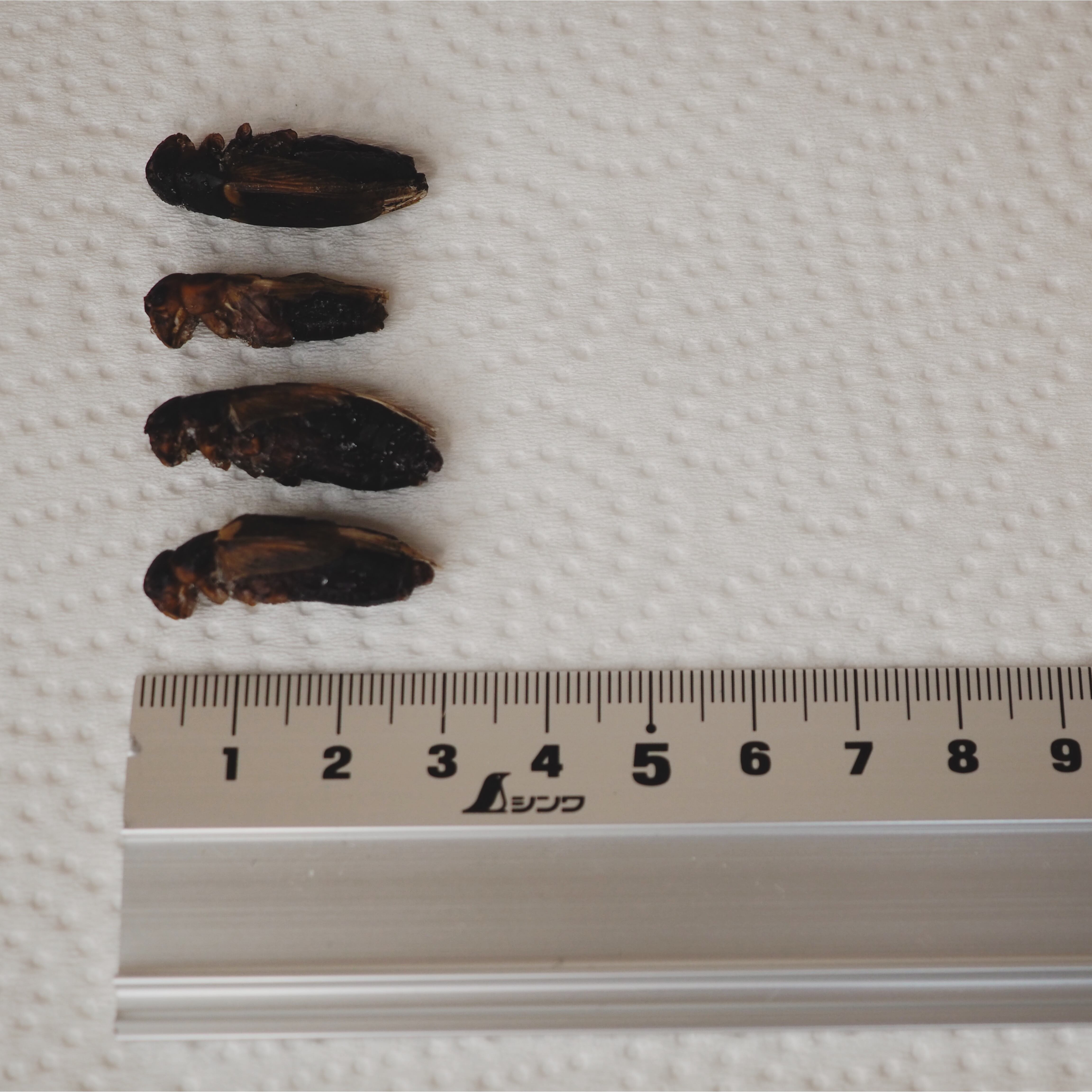 清潔コオロギ S〜Mサイズ 500g 冷凍コオロギ クロコオロギ 