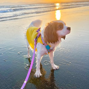 【Handsfree】小型犬用 オリジナル防水&汚れ強いPVCリード