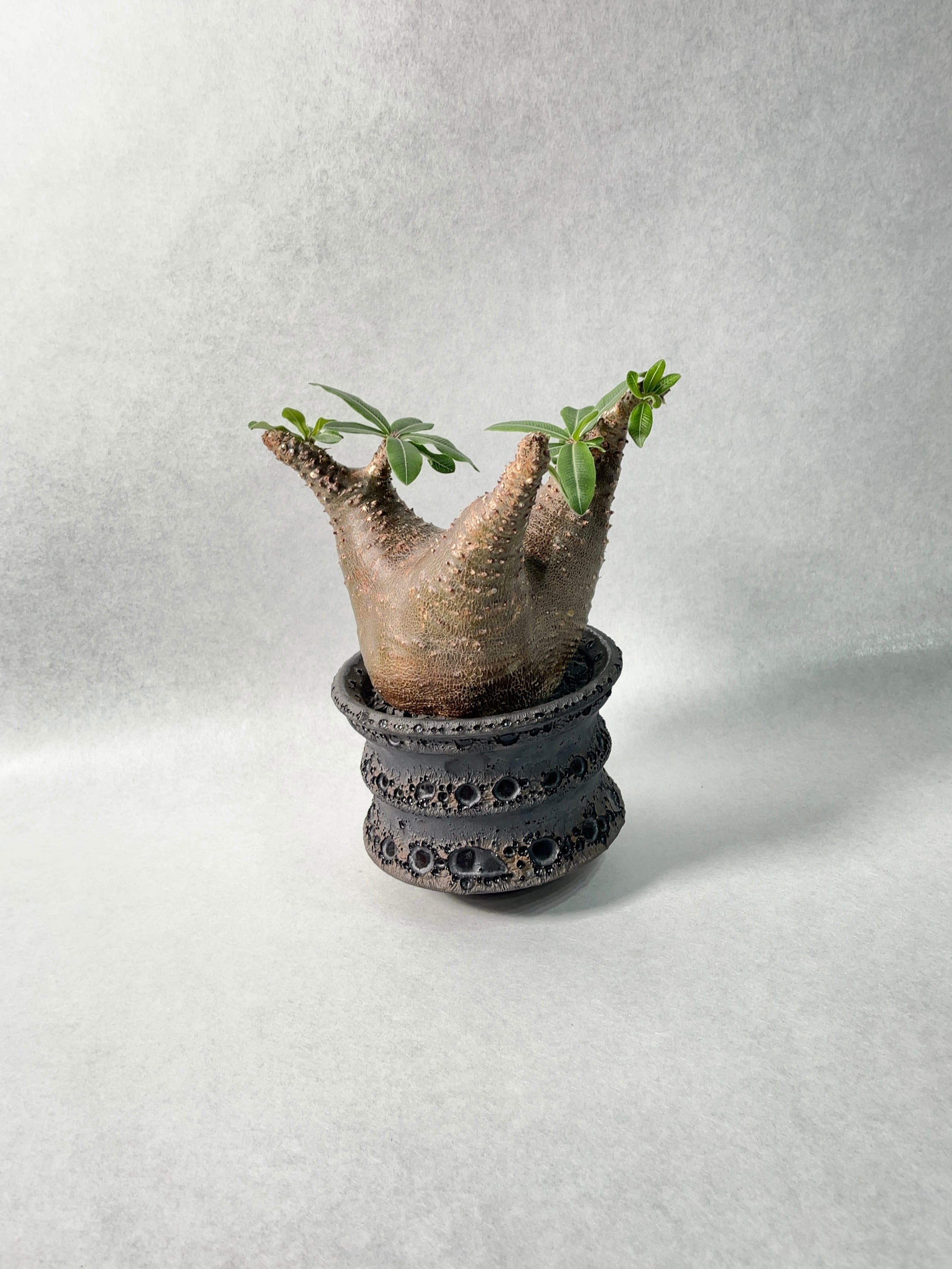 パキポディウム マカイエンセ 中川智治鉢 【公式通販】