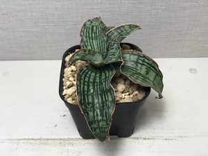 サンスベリア クレオパトラ