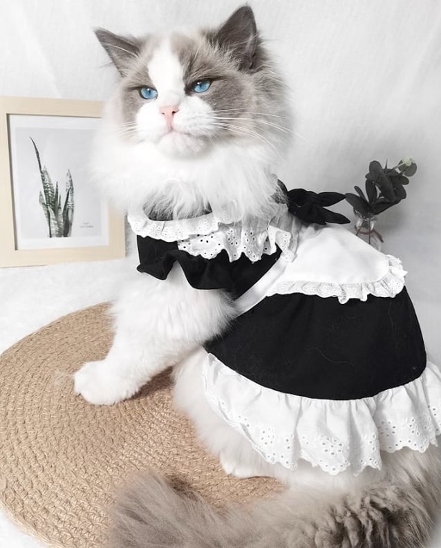 キャット 猫 ドレス ワンピース スカート エプロン コスチューム コスプレ メイド服 フォーマル フリル ベーシック リボン ふりふり かわいい きれいめ 上品 おしゃれ レトロ 個性的 エレガント モダン 存在感 フォーマル ラブリー キュート クラシカル ベーシック シンプル 無地 オールシーズン シーズンレス ハロウィン 成猫 パーティー イベント レストラン ホテル 記念日 カフェ 室内 コーデ 清楚 インスタ映え XS S M L XL ホワイト ブラック モノトーン 大人カラー