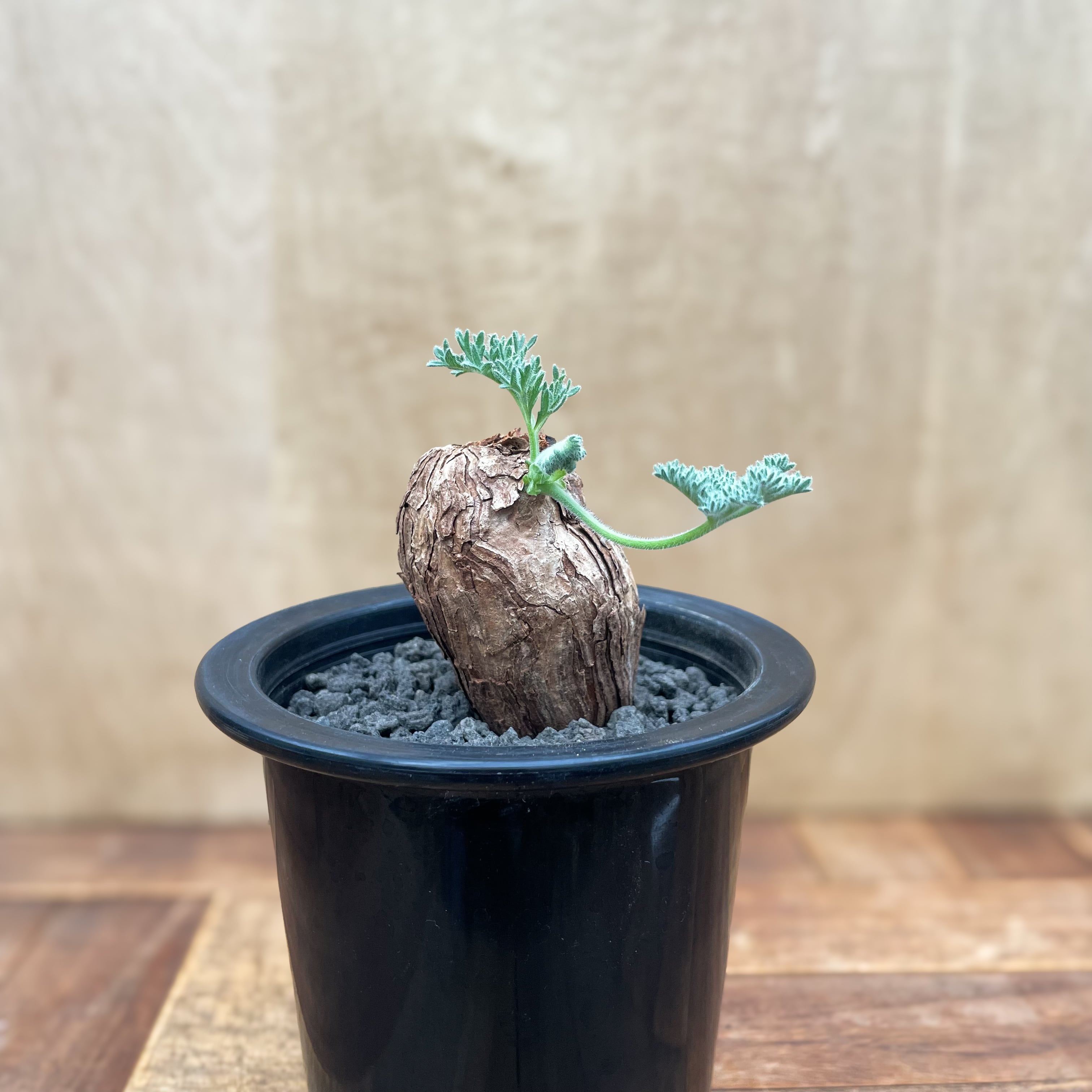 美株　ペラルゴニウム　トリステ　塊根植物 黒い鉢付き 美株 ペラルゴニウム トリステ 塊根植物 黒い鉢付き ペラルゴニウム