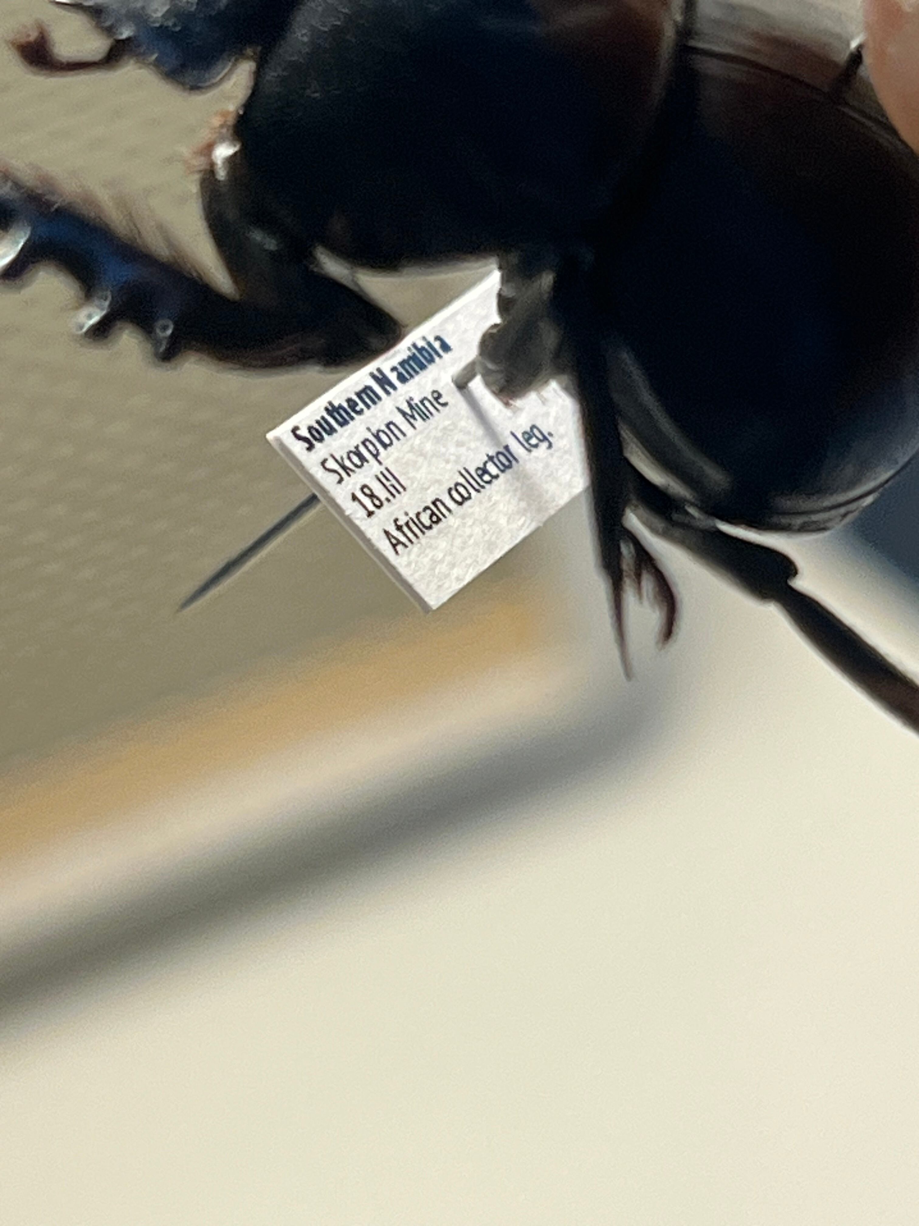 29mm♂】クモガタタマオシコガネに酷似のPachysoma schinzi 糞虫