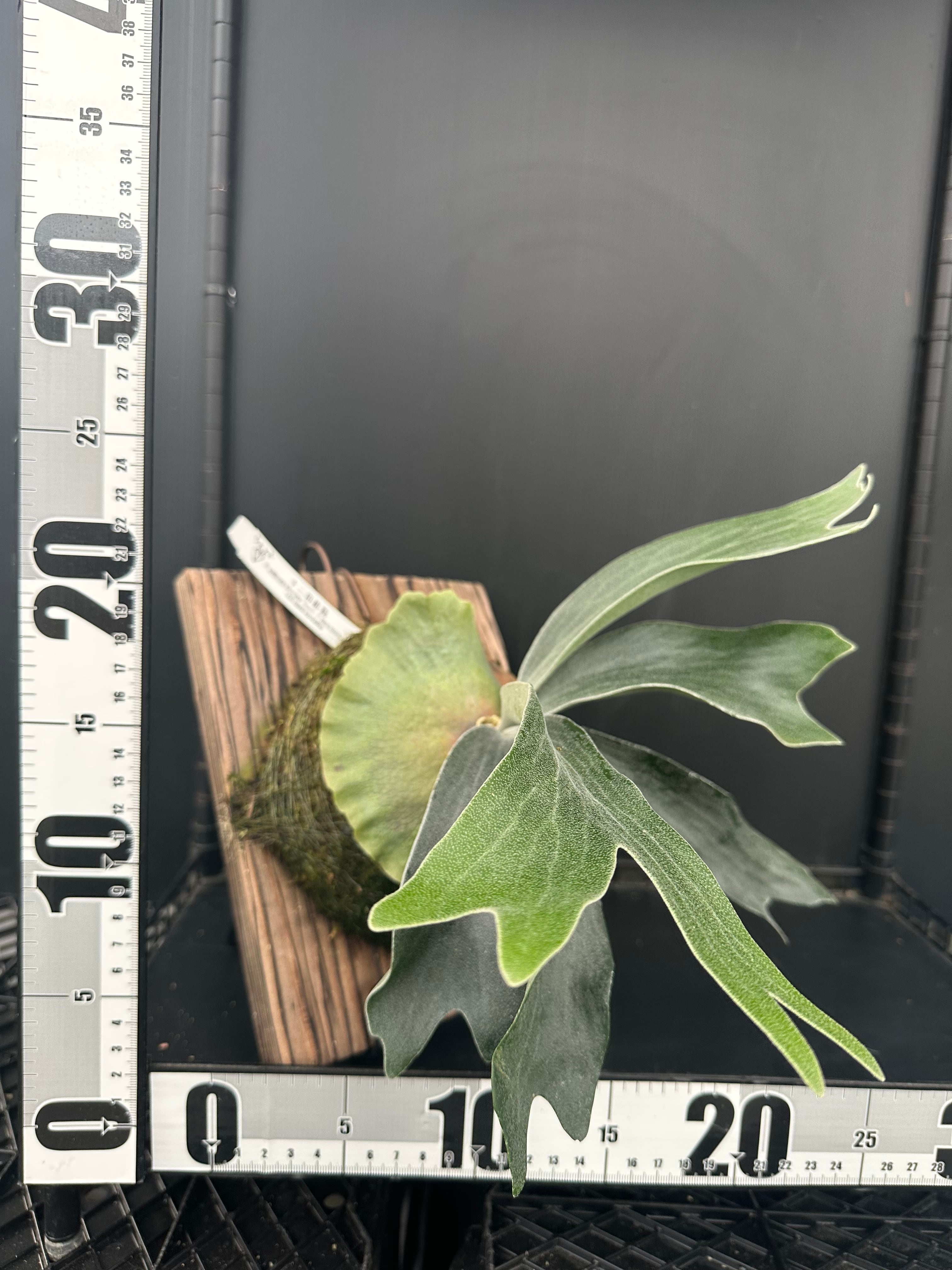 P.willinckii 'Monster moon' ×P.Blue monkey （sporeling） | 新垣洋
