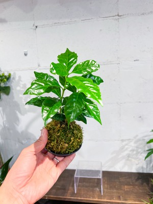 【父の日】コーヒーの木 苔玉