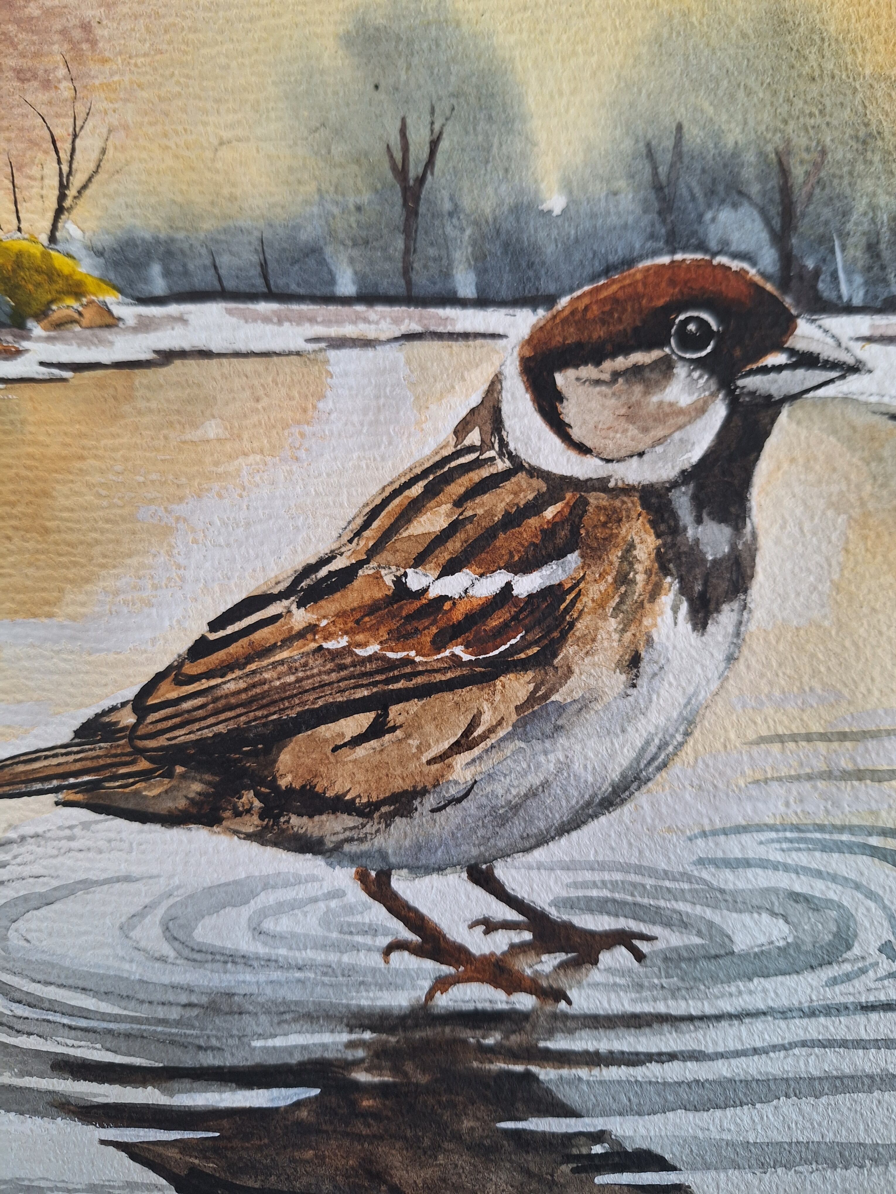 水彩画 スズメの水遊び | 工房 和み