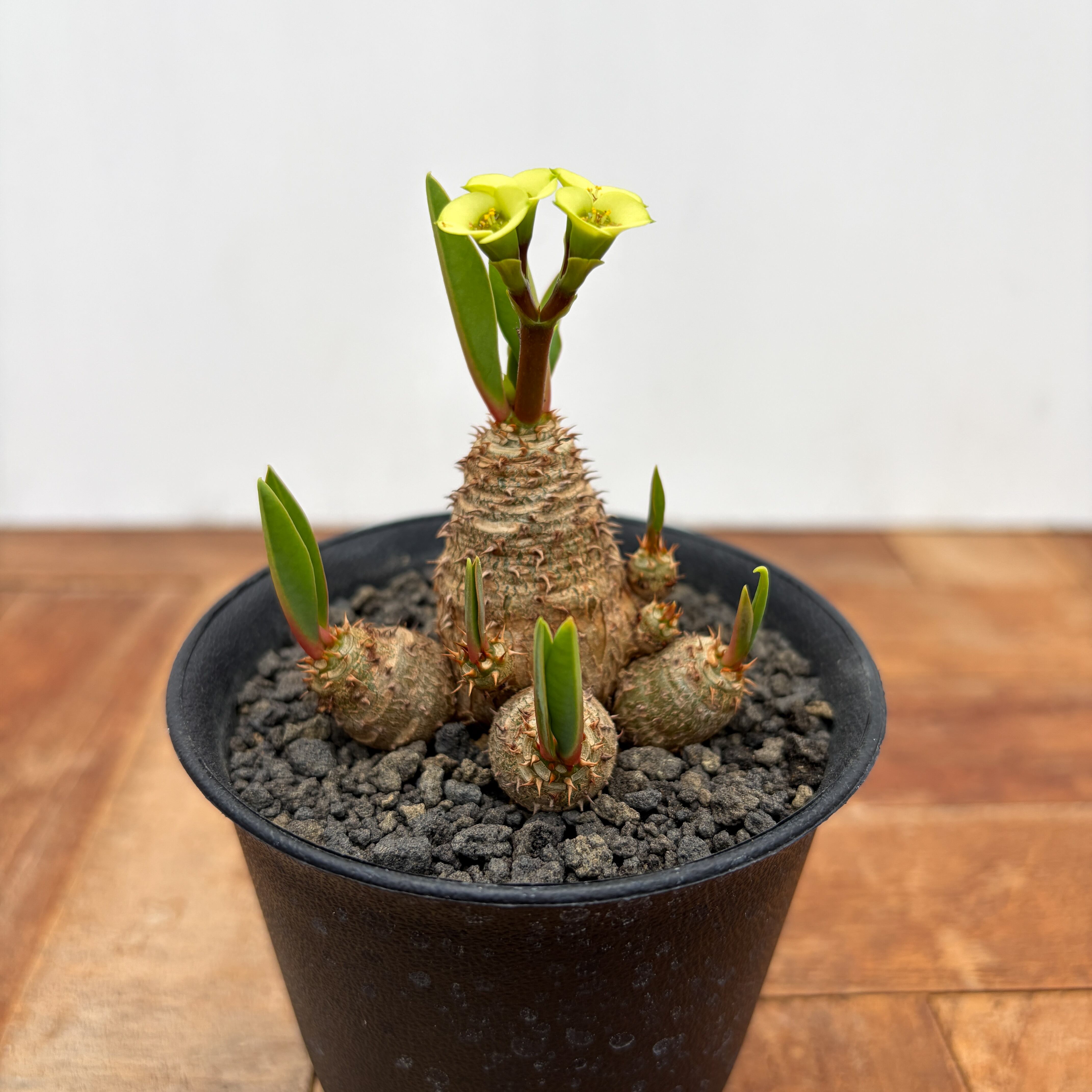 Euphorbia brevifolia【ユーフォルビア・ブレビフォリア】 | RIMO'S