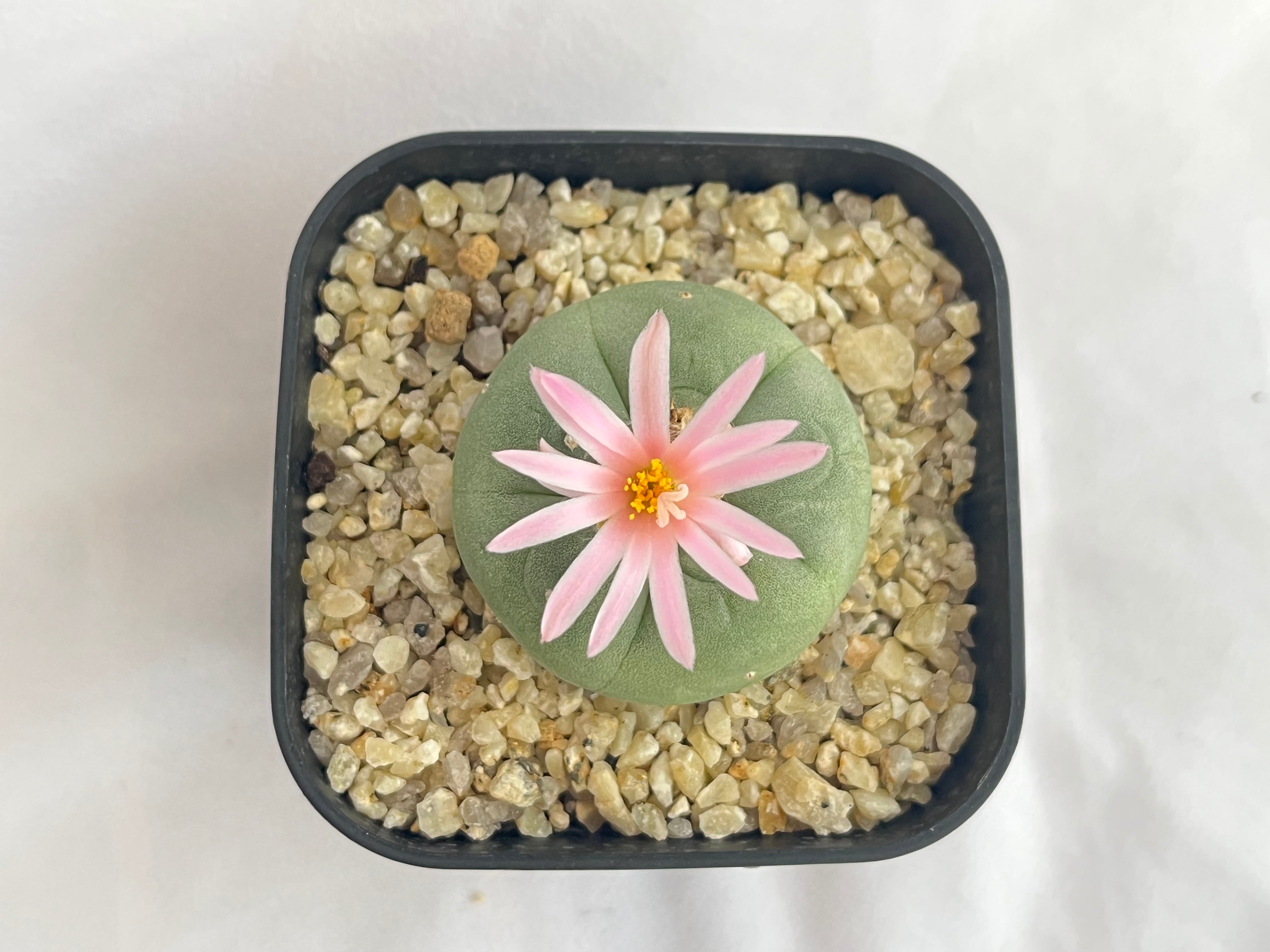 Lophophora williamsii var. decipiens ロフォフォラ 銀冠玉 サボテン