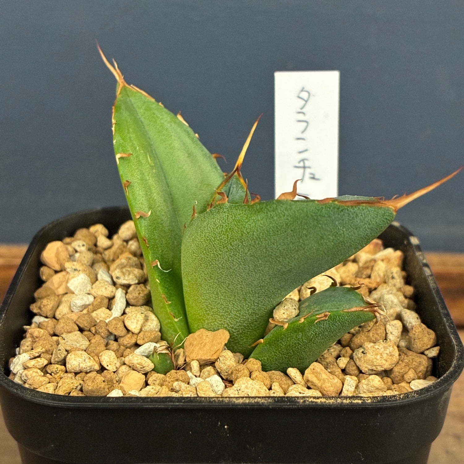 アガベ | PROTOLEAF プロトリーフ
