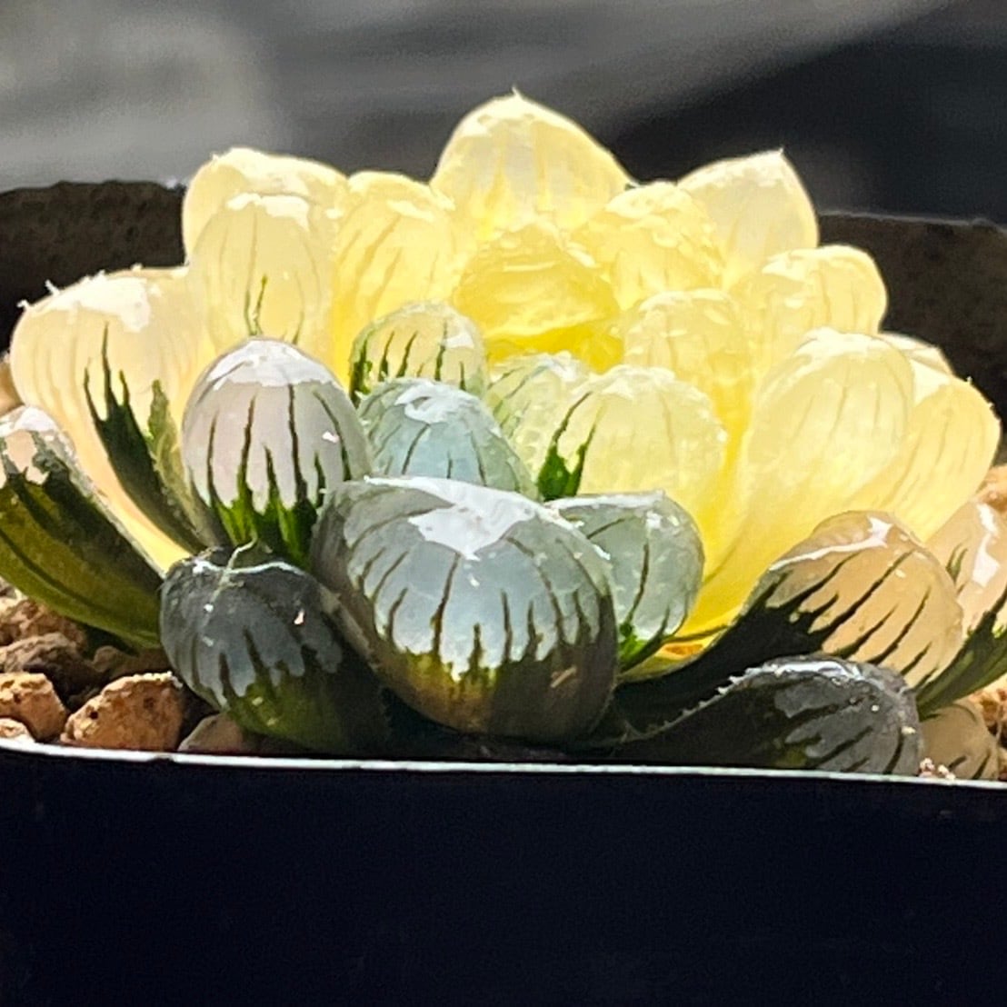 ハオルチア 雫石錦 | mocono_plants