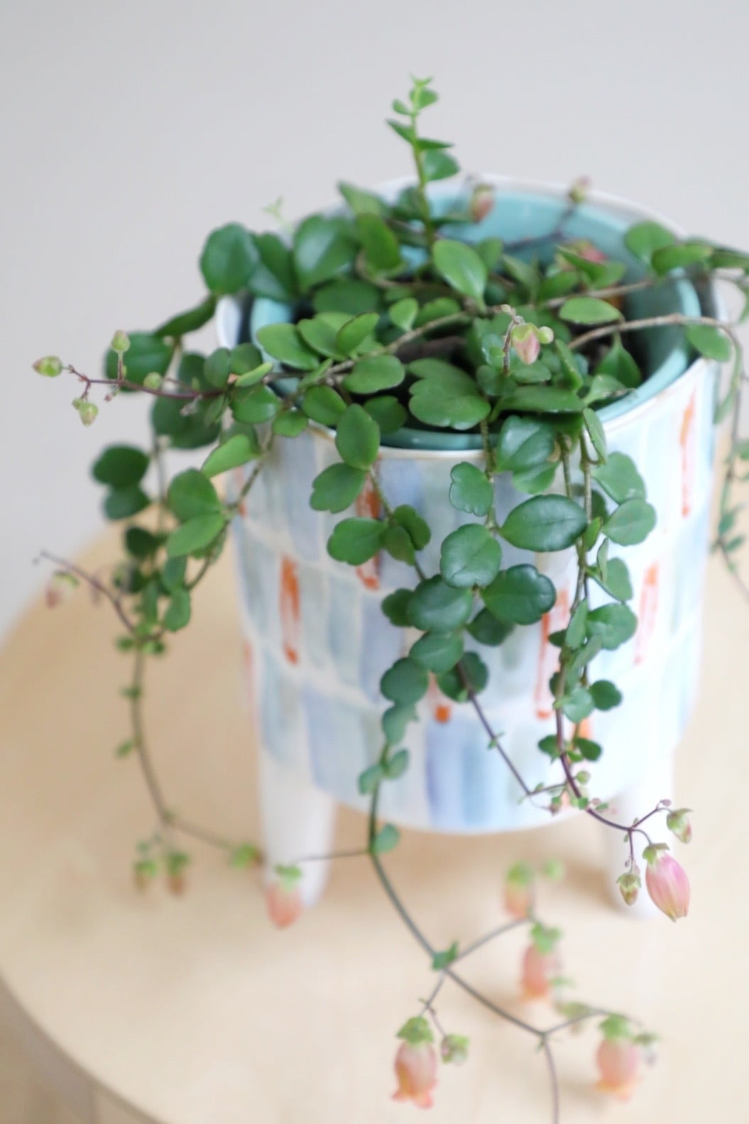 S】カランコエ フィフィ/Kalanchoe | 【厳選植物・器】MIDORI DOUMEI