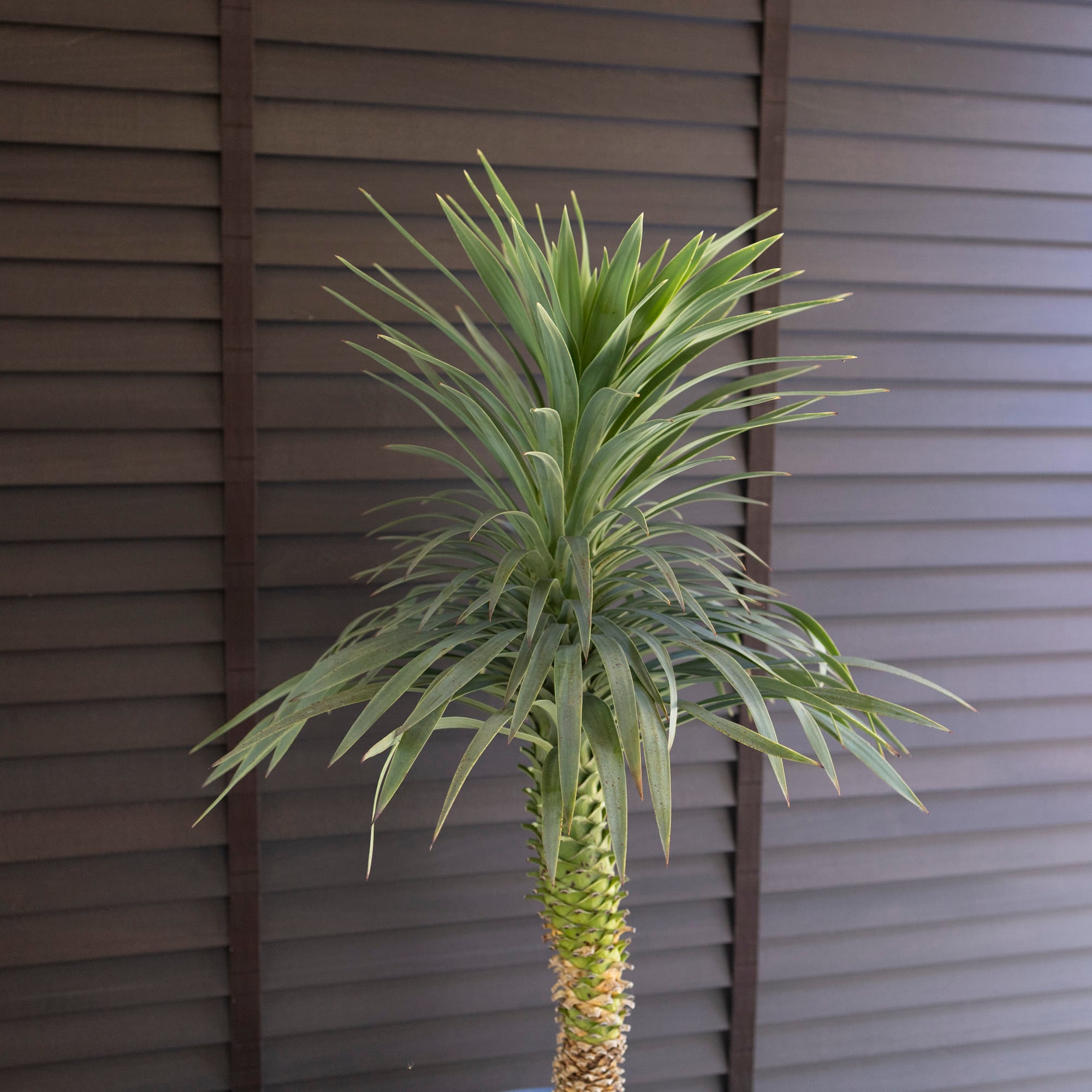 ユッカ デスメティアーナ Yucca Desmetiana 9号 陶器鉢 ヤシ 0628NV