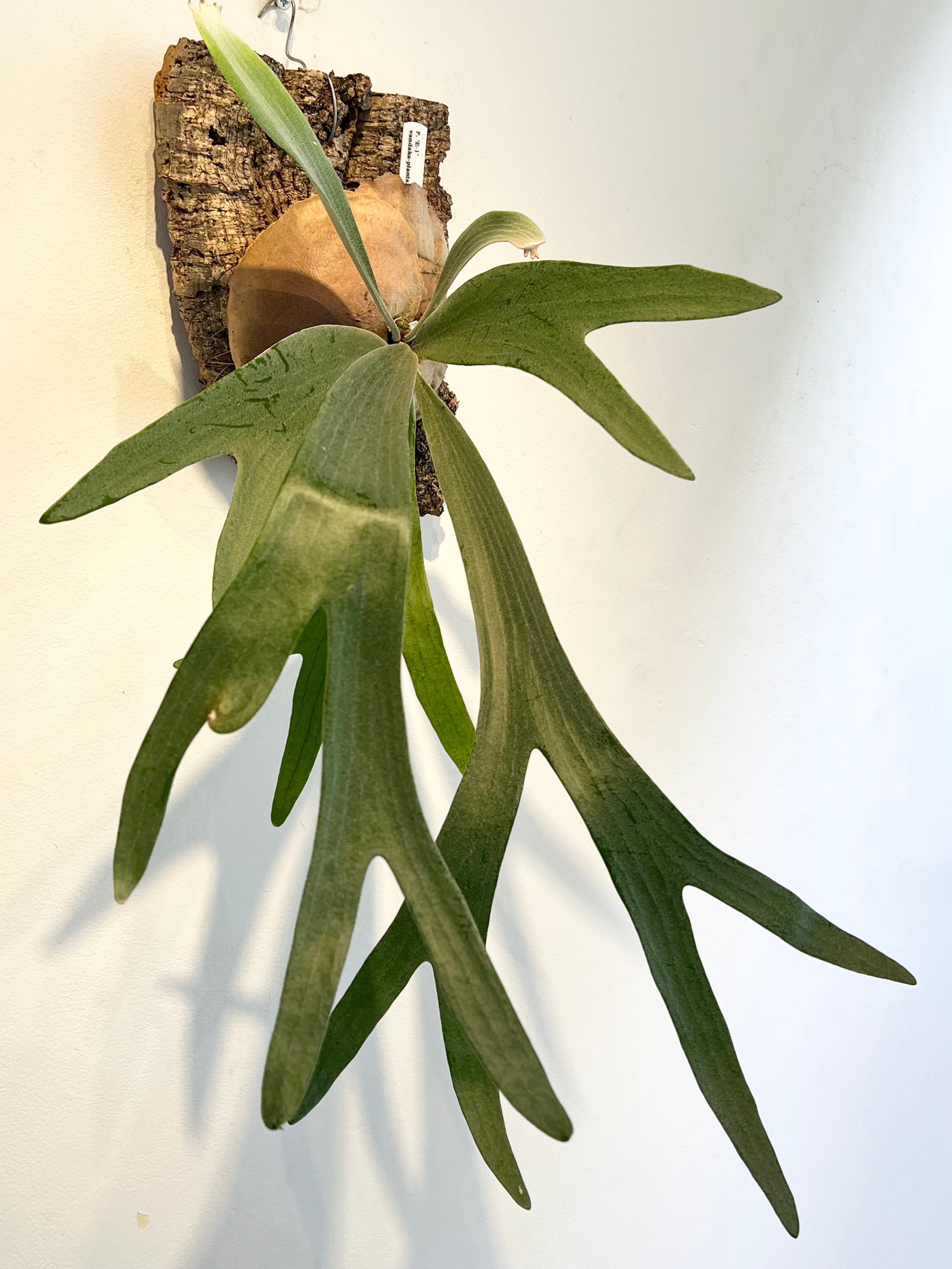 ※値下げしました※【P.E-1】ビカクシダ fit=scale-down,w=1200