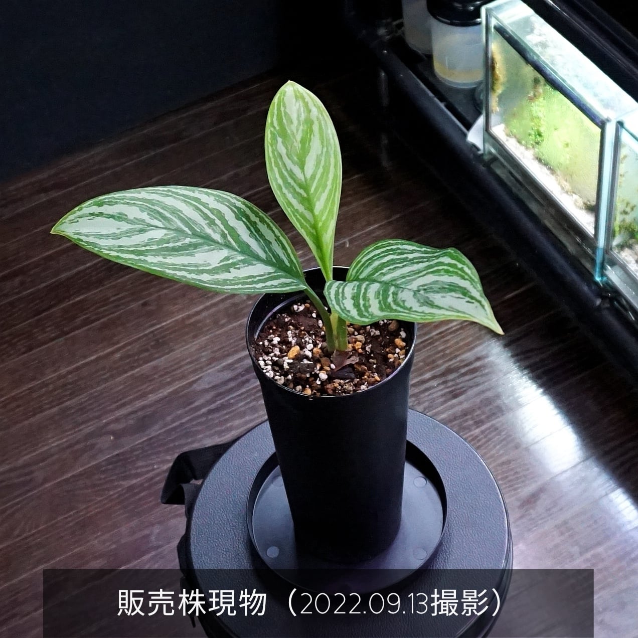 小株仕立て アグラオネマ カーティシー Aglaonema Nitidum Curtisii ブルーゲッコーラボ Bluegeckolab 小株仕立て アグラオネマ カーティシー Aglaonema Nitidum Curtisii ブルーゲッコーラボ Bluegeckolab