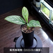 【小株仕立て】アグラオネマ・カーティシー　Aglaonema nitidum 'Curtisii'