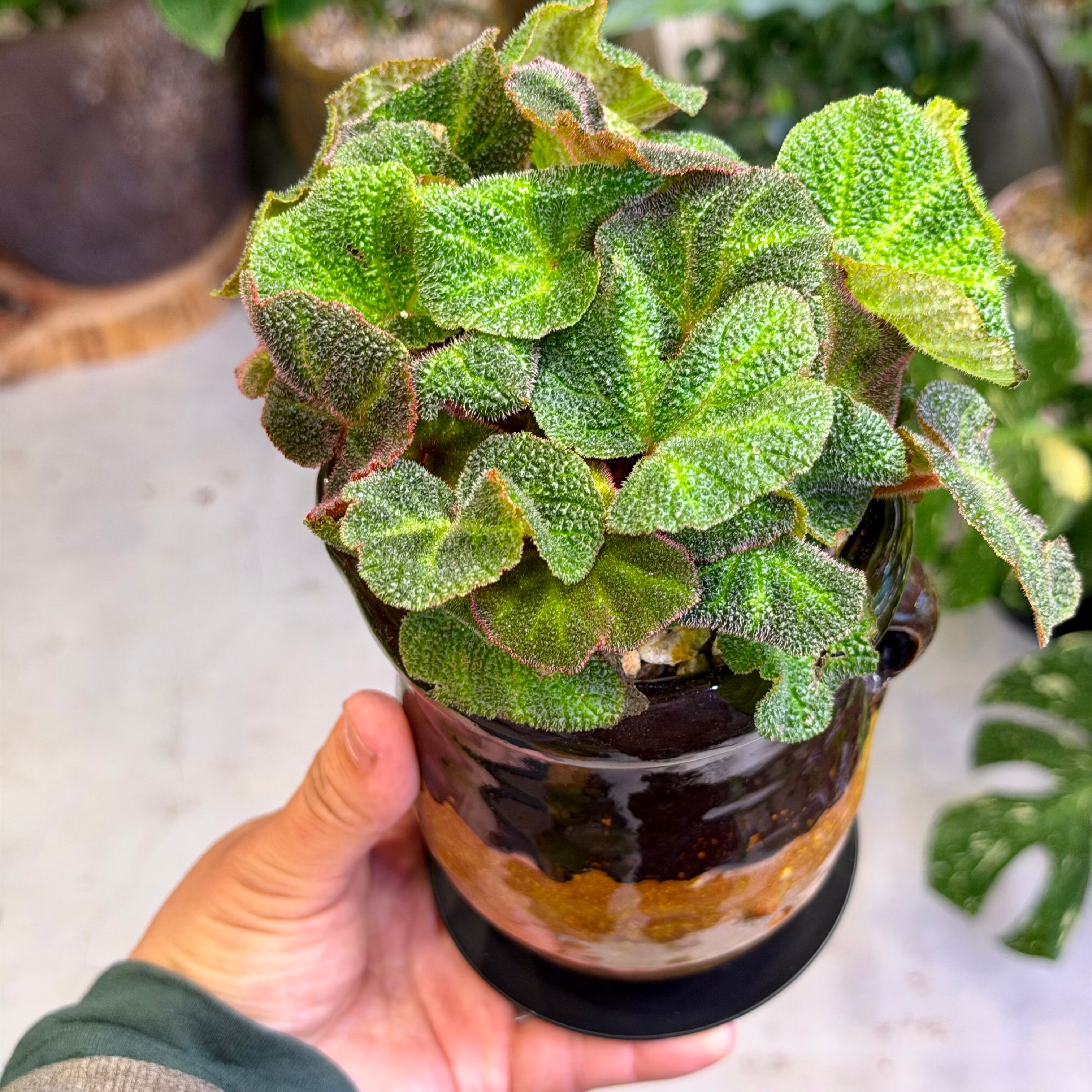 ベゴニア・ソリムタータ | barrelplants_BONSAI