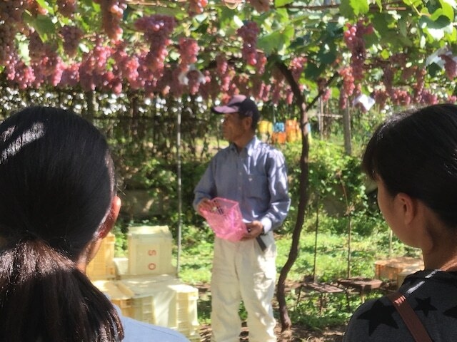 【2回目以降&メンバー様】クラフトワイン<ハーフボトル12本>※9/27(土)収穫体験&試食・ワイナリー見学&試飲・送料込