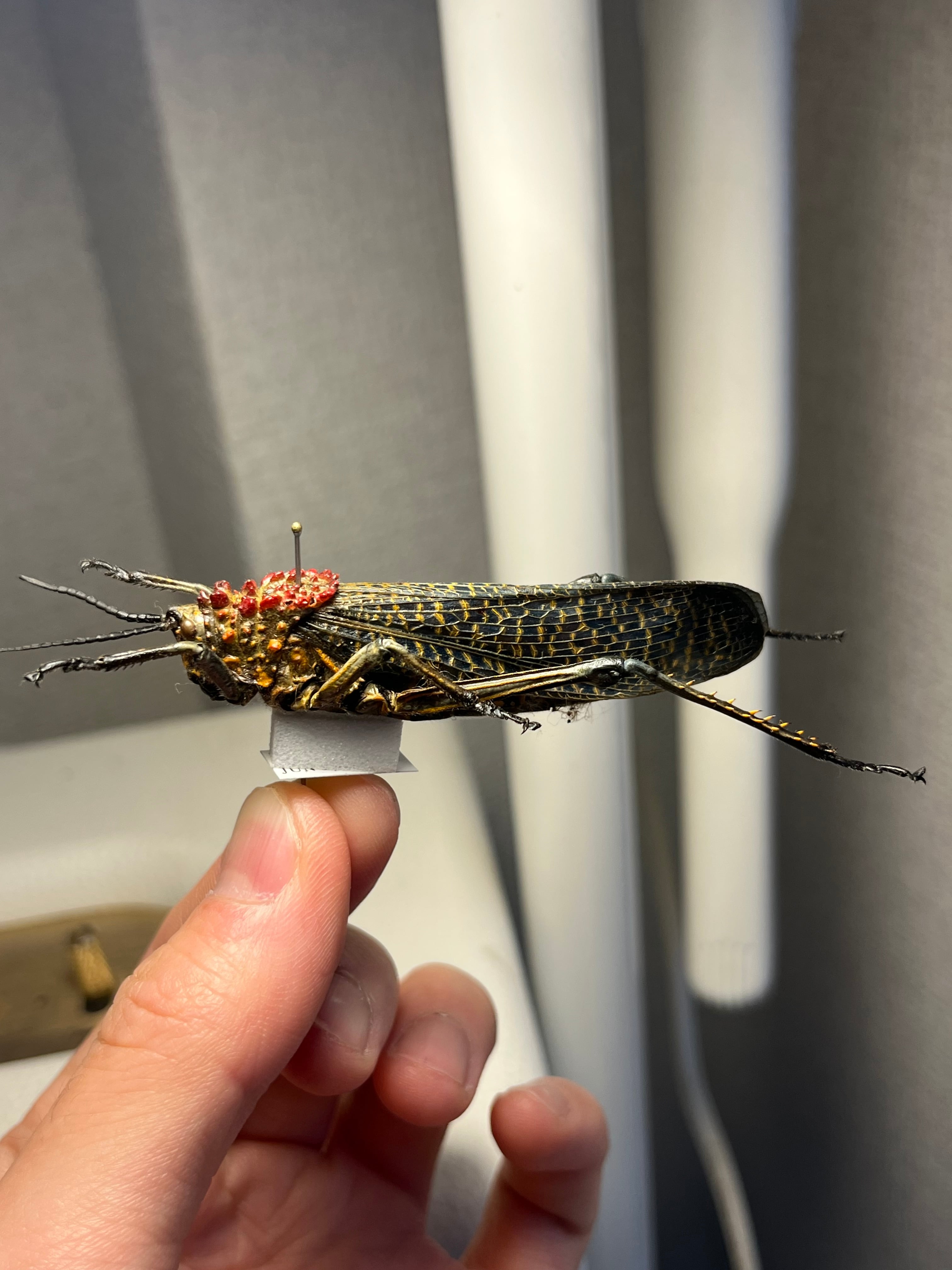 ♀】トゲアシフトナナフシオバケフトナナフシコノハムシカマキリ