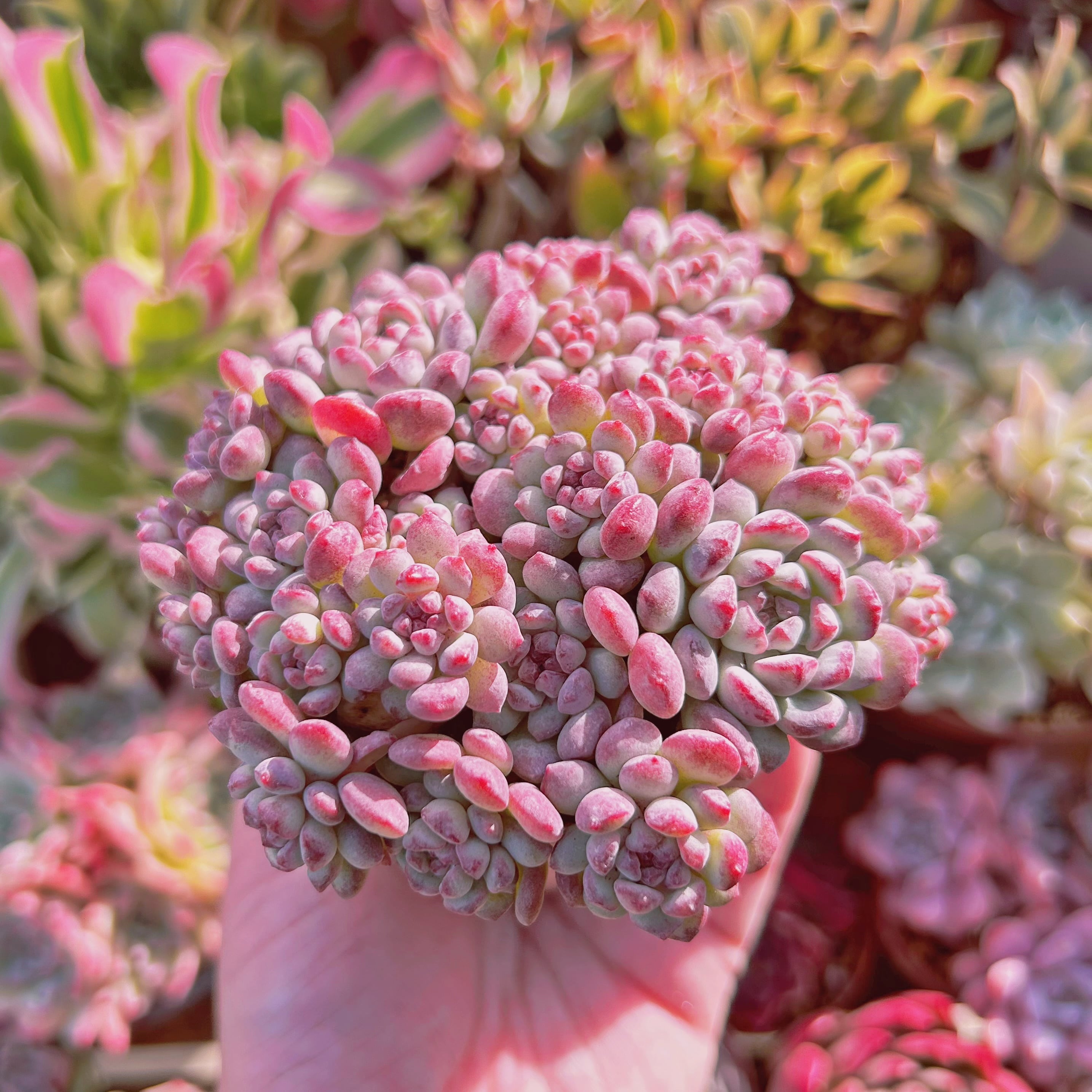 お纏め　多肉植物　❁︎ピンクチップス錦　未発根 ピンクチップス,多肉植物ピンクチップス紅葉,ピンクチップス殖やし方