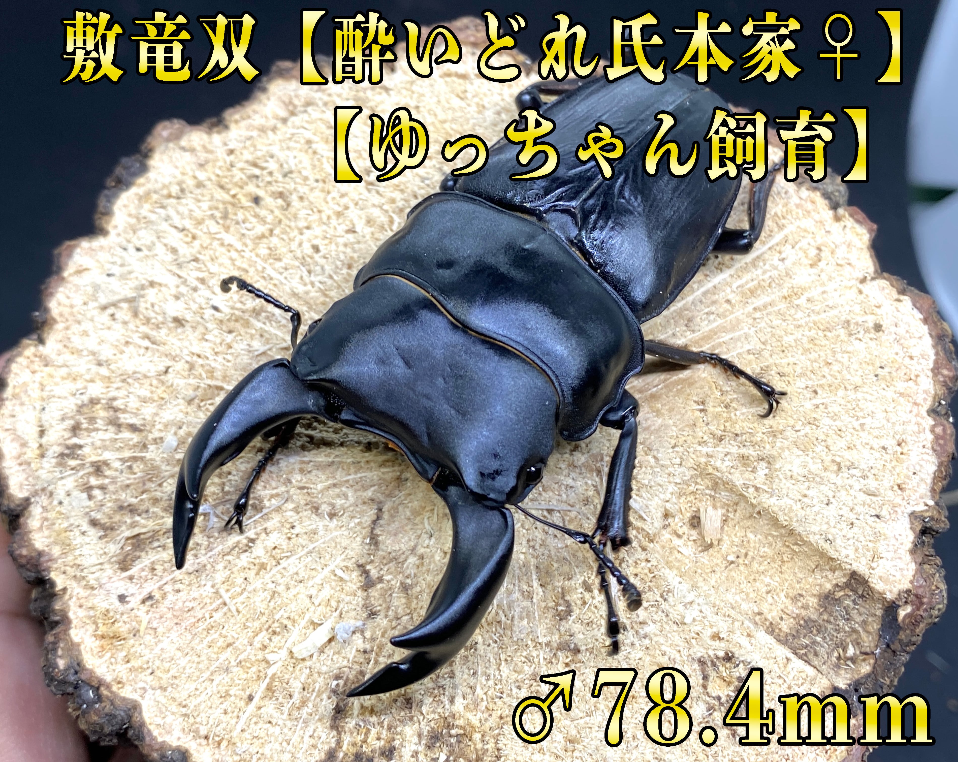 クラフト昆虫 里山の夏 No.1 木製ベース 手作りクワガタムシ付き クラフト昆虫 里山の夏 No.1 木製ベース 手作りクワガタムシ付き