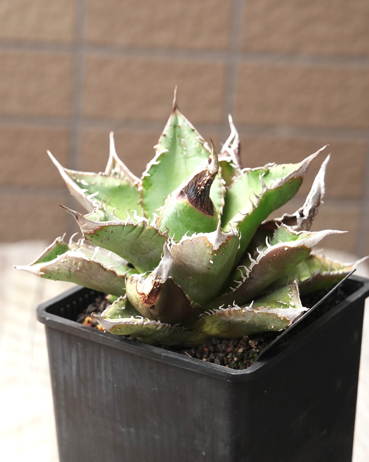 【PREMIUM】 抜き苗 アガベ チタノタ 疣々竜 親株 Agave titanota 'Totoro'