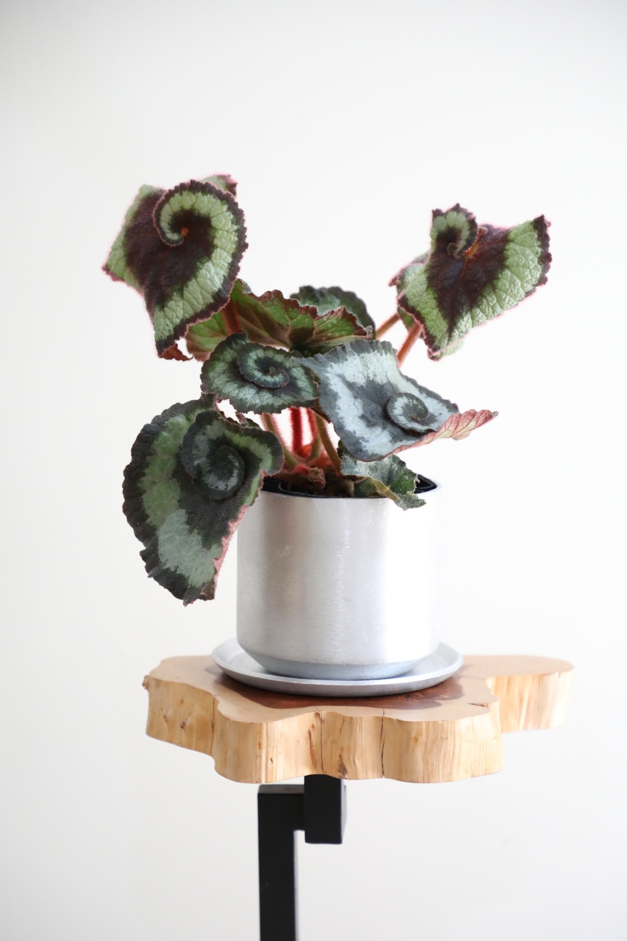 【M】ベゴニアぐるぐる渦巻き/Begonia ※陶器鉢付き