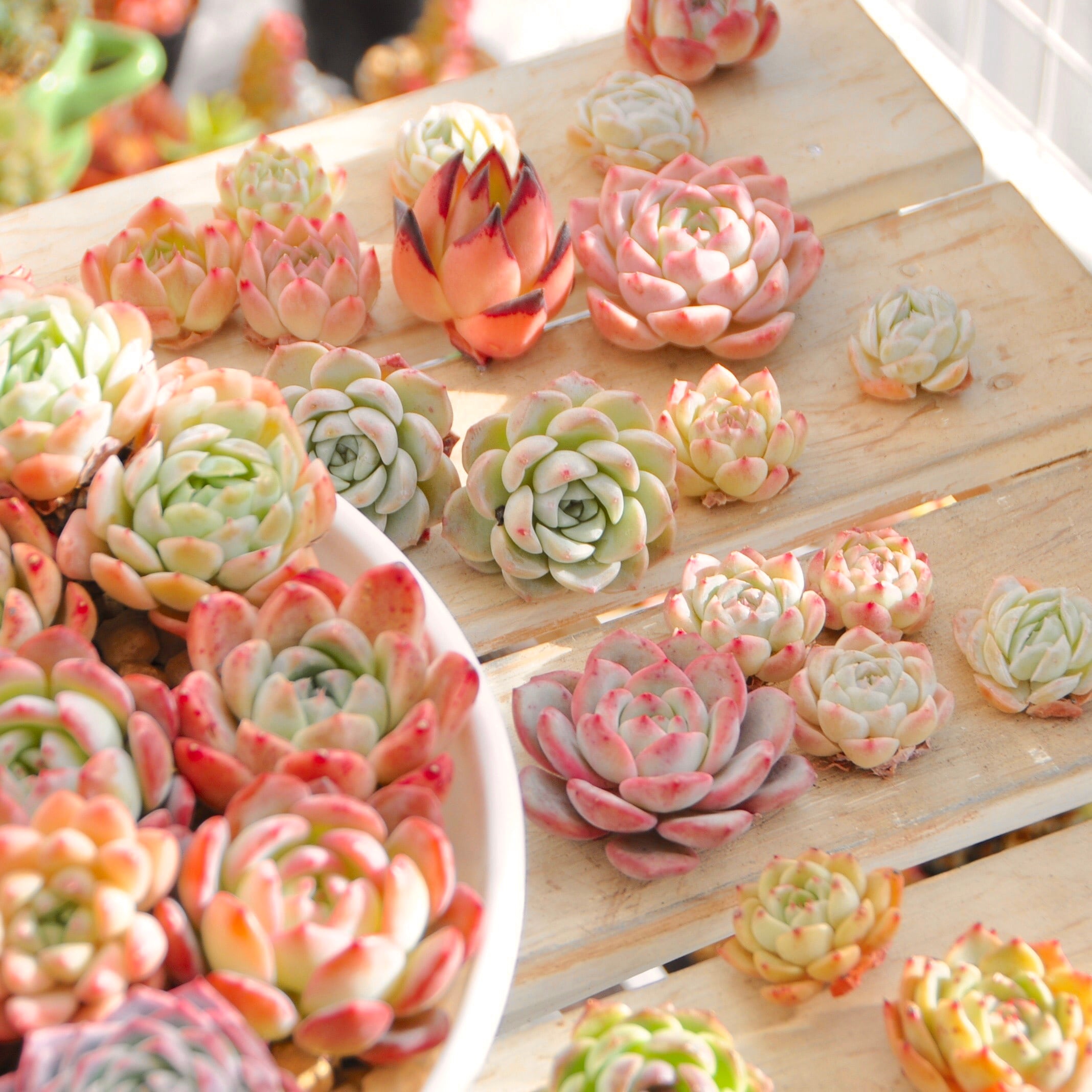 福袋♡torepe厳選HAPPYY過ぎちゃう福袋♡めちゃ可愛い子ちゃんいっぱい