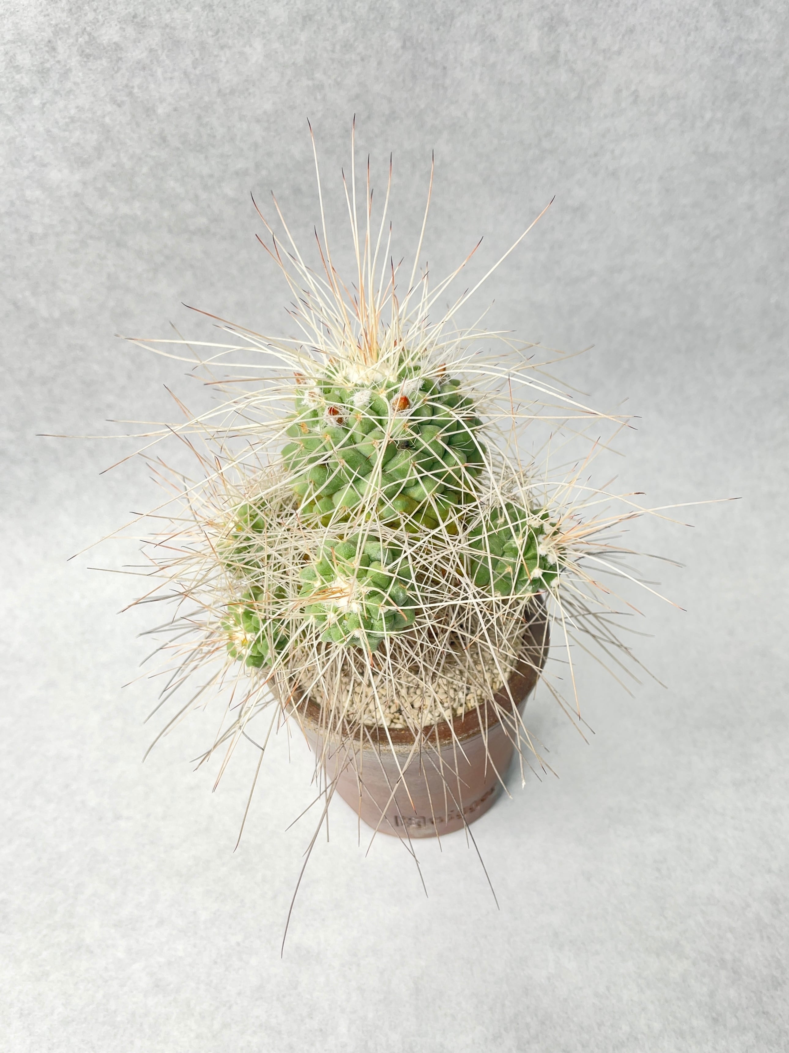 マミラリア・超長刺白竜丸 | trigger