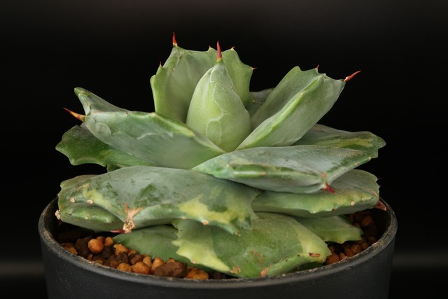 プセウドリトス ミギウルティヌス Pseudolithos Migiurtinus 多肉植物 Bios Plants