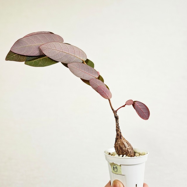 19 ♡ミニ株♡〚フィランサス・ミラビリス〛Phyllanthus Mirabilis 塊根植物 コーデックス ポット発送