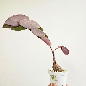 19 ♡ミニ株♡〚フィランサス・ミラビリス〛Phyllanthus Mirabilis 塊根植物 コーデックス ポット発送