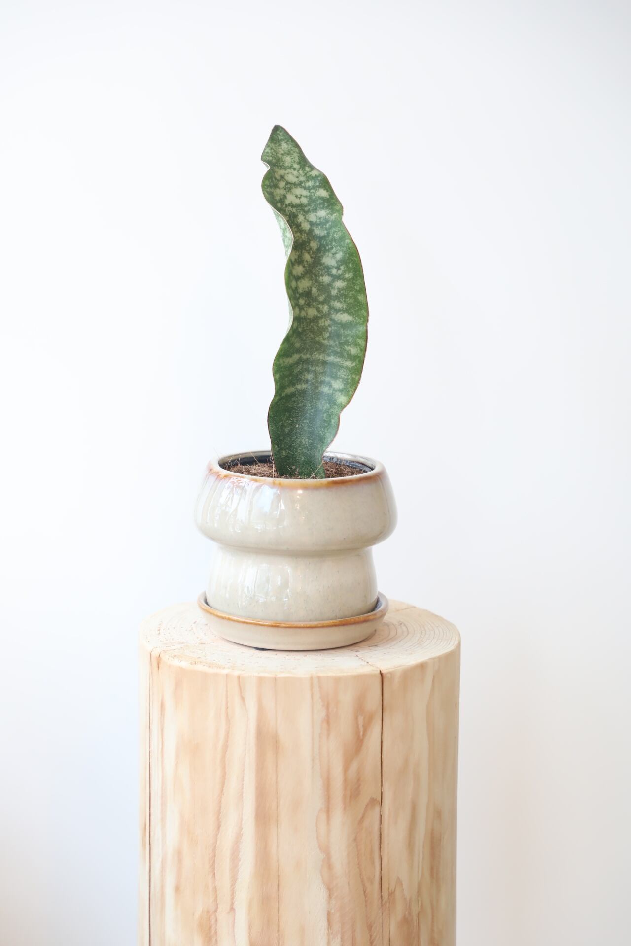 サンスベリアマフィンガ/Sansevieria ※陶器鉢付き | 【厳選植物・器