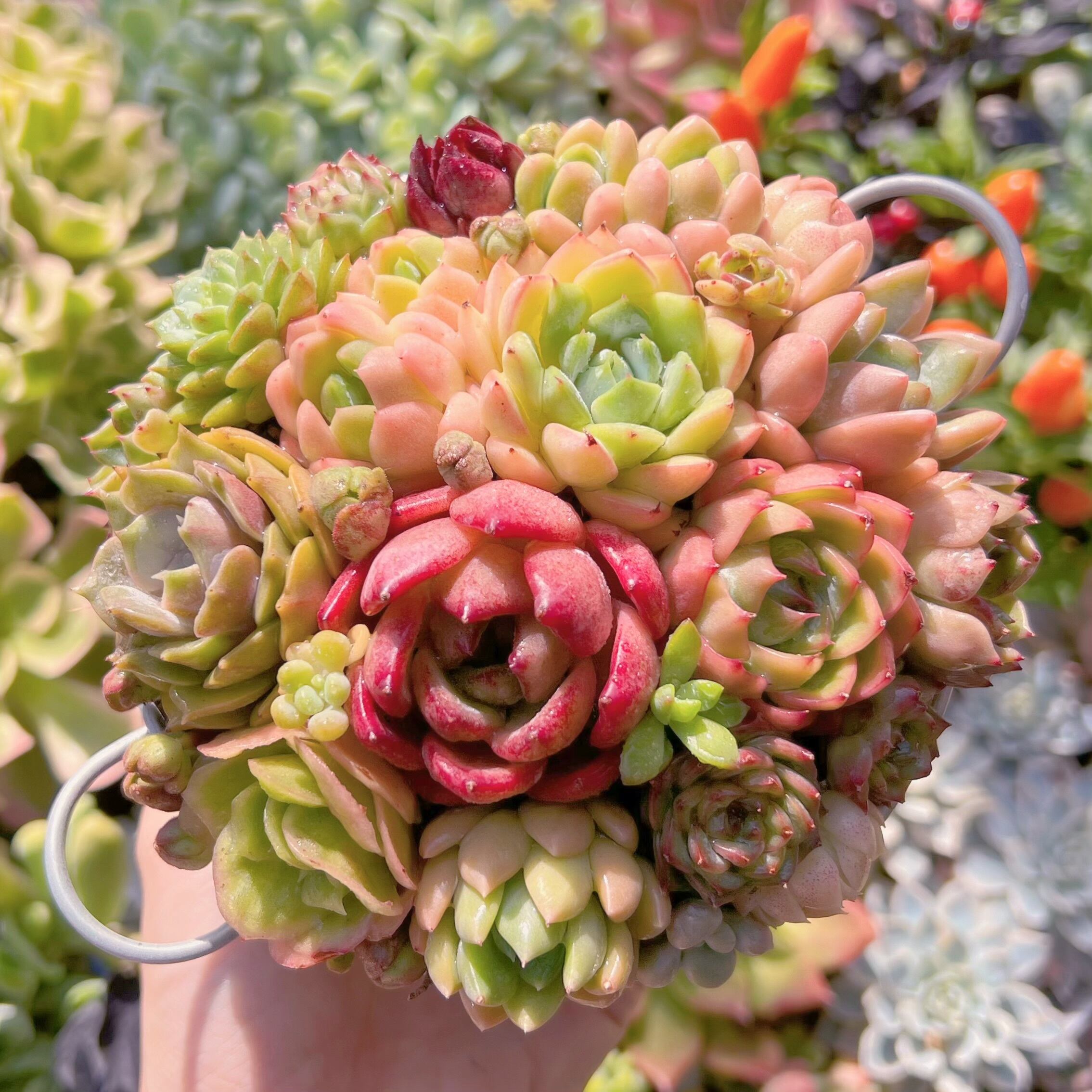 現物　寄せ植え鍋セット#786   るる農園