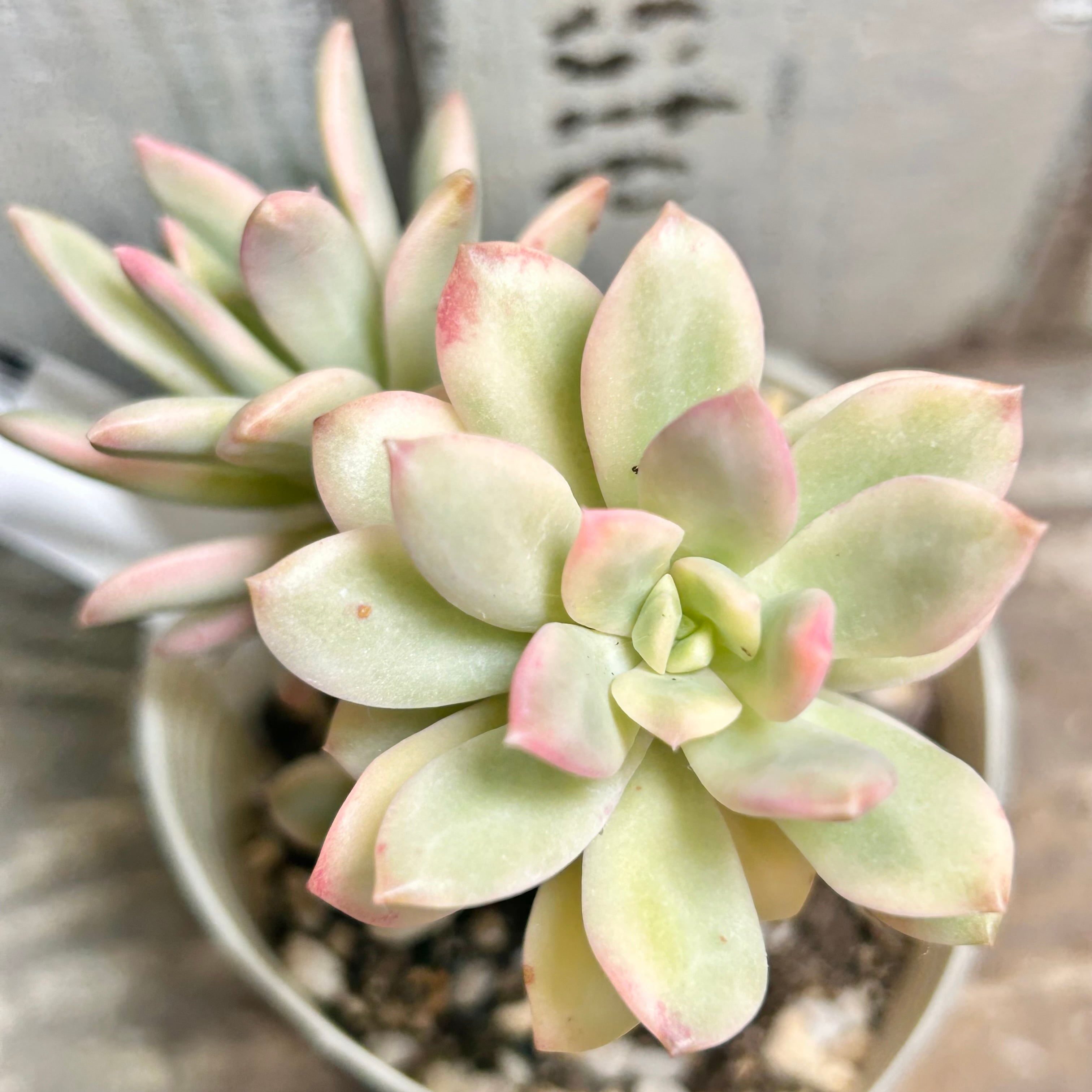 ミニベル錦''Minibelle variegata'' | RuPo 多肉植物専門店