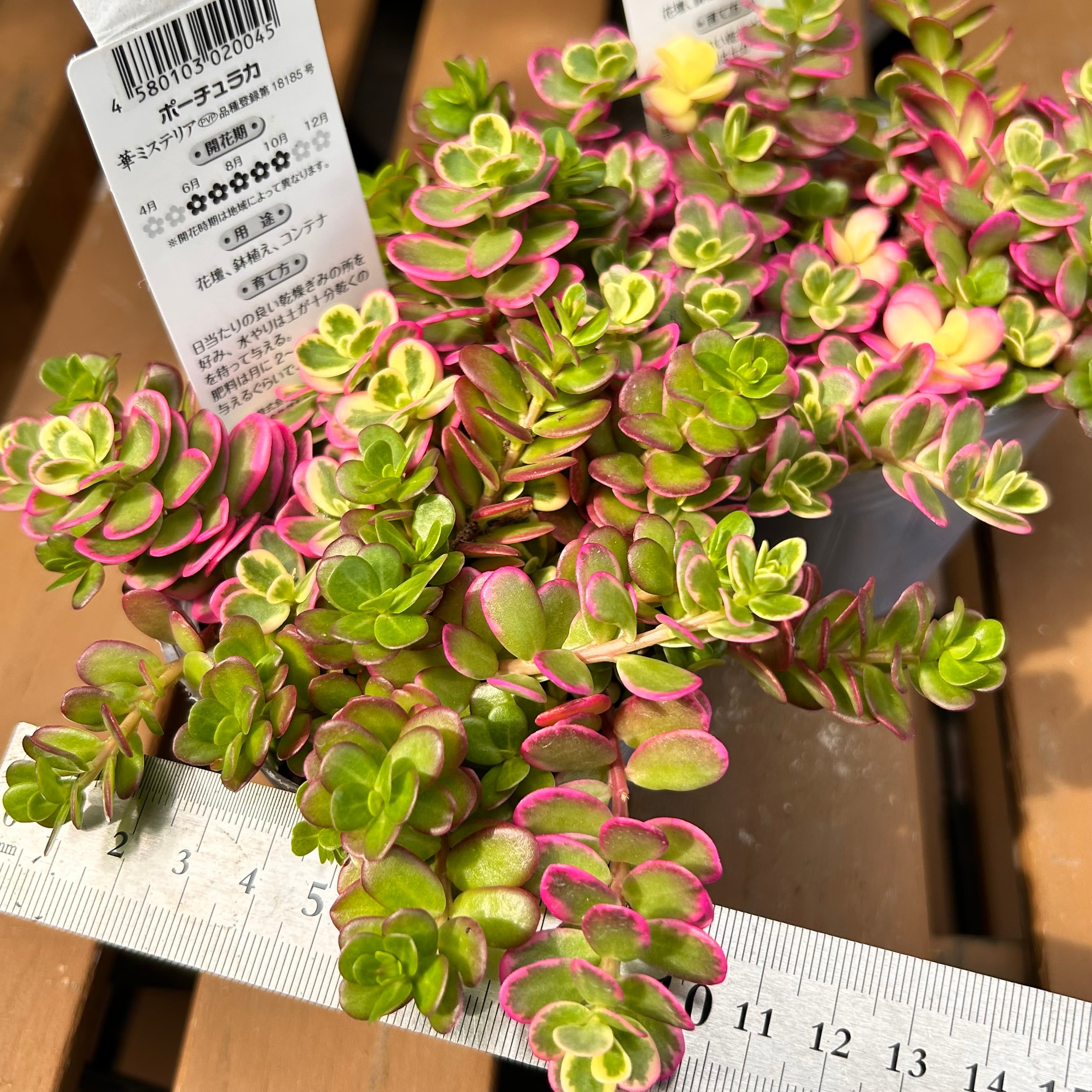 ポーチュラカ(マジカルキューティー) | RuPo 多肉植物専門店